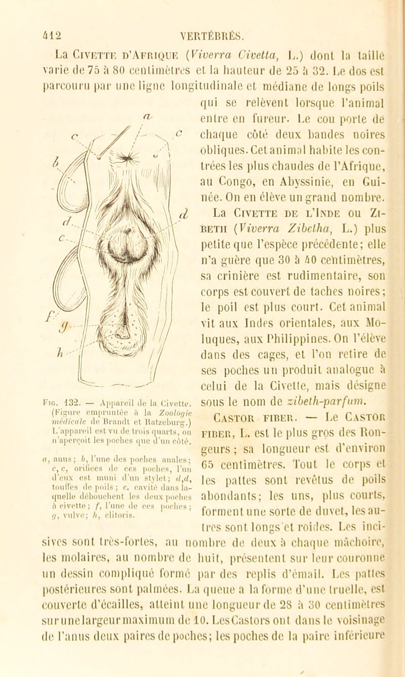 La Civette d’Afrique (Viverra Civetta, I,.) dont la taille varie (le 75 à 80 centimètres et la hauteur de 25 h 32. Le dos est parcouru par une ligne longitudinale et médiane de longs poils qui se relèvent lorsque l’animal entre en fureur. Le cou porte de chaque côté deux bandes noires obliques. Cetanimal habite les con- trées les plus chaudes de l’Afrique, au Congo, en Abyssinie, en Gui- née. On en élève un grand nombre. La Civette de l’Inde ou Zi- beth (Viverra Zibeiha, L.) plus petite que l’espèce précédente; elle n’a guère que 30 â 40 centimètres, sa crinière est rudimentaire, son corps est couvert de taches noires; le poil est plus court. Cetanimal vit aux Indes orientales, aux Mo- luques, aux Philippines. On l’élève dans des cages, et l’on retire de ses poches un produit analogue â celui de la Civette, mais désigne sous le nom de zibelh-parfum. Castor fiber. — Le Castor fi ber, L. est le plus gros des Ron- geurs ; sa longueur est d’environ 65 centimètres. Tout le corps et les pattes sont revêtus de poils abondants; les uns, plus courts, forment une sorte de duvet, lesau- tres sont longs et roules. Les inci- sives sont très-fortes, au nombre de deux 5 chaque, mâchoire, les molaires, au nombre de huit, présentent sur leur couronne un dessin compliqué formé par des replis d’émail. Les pattes postérieures sont palmées. La queue a la forme d’une truelle, est couverte d’écailles, atteint une longueur de 2S à 30 centimètres surunelargeurmaximum de io. Les Castors ont dans le voisinage de l’anus deux paires de poches; les poches de la paire inférieure Fig. 132. — Appareil de la Civette. (Figure empruntée à la Zoologie médicale de Brandi et Ratzeburg.) L appareil est vu de trois quarts, on n'aperçoit les poches que d’un côté. a, anus; 6, l’une des poches anales; c, c, orifices de ces poches, l’un d’eux est muni d’un stylet; dtd% tondes de poils ; c. cavité dans la- quelle débouchent les deux poches fi civette; l’une de ces poches; <7, vulve; h y clitoris.