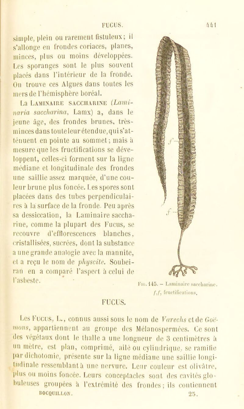 simple, plein ou rarement fistuleux; il s’allonge en frondes coriaces, planes, minces, plus ou moins développées. Les sporanges sont le plus souvent placés dans l’intérieur de la fronde. On trouve ces Algues dans toutes les mers de l’hémisphère boréal. La Laminaire saccharine (Lami- noria saccharina, Lamx) a, dans le jeune âge, des frondes brunes, très- minces dans toute leur étendue, qui s’at- ténuent en pointe au sommet; mais à mesure que les fructifications se déve- loppent, celles-ci forment sur la ligne médiane et longitudinale des frondes une saillie assez marquée, d’une cou- leur brune plus foncée. Les spores sont placées dans des tubes perpendiculai- res à la surface de la fronde Peu après sa dessiccation, la Laminaire saccha- rine, comme la plupart des Fucus, se recouvre d’efflorescences blanches, cristallisées, sucrées, dont la substance a une grande analogie avec la mannite, et a reçu le nom de physcite. Soubei- ran en a comparé l’aspect, à celui de l’asbeste. Fig. 145. - Luminaire saccharine. /■,/■, fruetifiealions. FUCUS. Les Fucus, L., connus aussi sous le nom de Varechs et de Cor- nions, appartiennent au groupe des Mélanospermées. Ce sont des végélaux dont le thalle a une longueur de 3 centimètres à un mètre, est plan, comprimé, ailé ou cylindrique, se ramifie par dichotomie, présente sur la ligne médiane une saillie longi- tudinale ressemblant à une. nervure. Leur couleur est olivâtre, plus ou moins foncée. Leurs conceplacies sont des cavités glo- buleuses groupées â l’extrémité des frondes; ils contiennent hocquillon. 25.