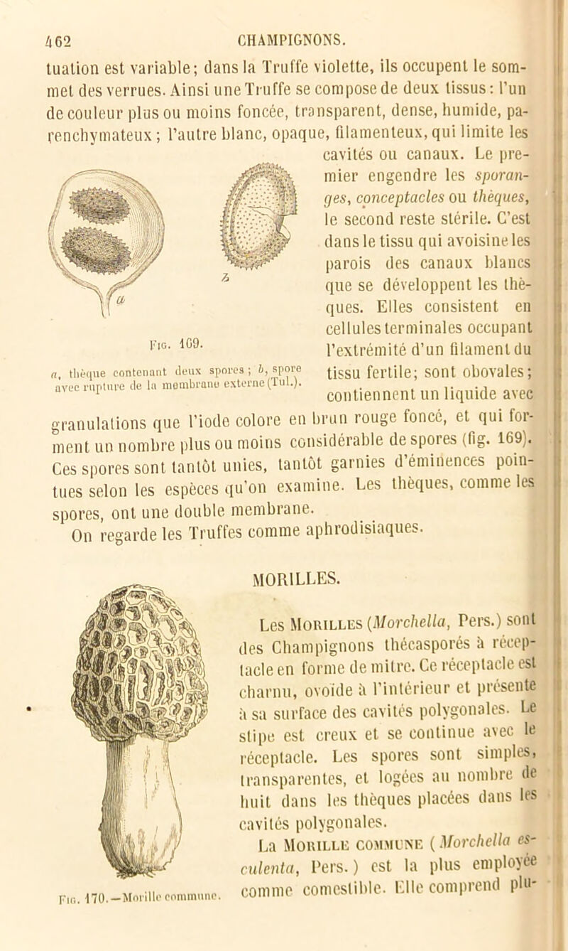 tualion est variable; dans la Truffe violette, ils occupent le som- met des verrues. Ainsi une Truffe se compose de deux tissus : l’un de couleur plus ou moins foncée, transparent, dense, humide, pa- renchymateux ; l’autre blanc, opaque, filamenteux, qui limite les cavités ou canaux. Le pre- mier engendre les sporan- ges, conceptacles ou thèques, le second reste stérile. C’est dans le tissu qui avoisine les parois des canaux blancs que se développent les thè- ques. Elles consistent en cellules terminales occupant l’extrémité d’un filament du tissu fertile; sont obovales; contiennent un liquide avec granulations que l’iode colore en brun rouge foncé, et qui foi - ment un nombre plus ou moins considérable despotes (fig. 169 . Ces spores sont tantôt unies, tantôt garnies d éminences poin- tues selon les espèces qu'on examine. Les thèques, comme les spores, ont une double membrane. On regarde les Truffes comme aphrodisiaques. a, tlièque contenant deux spores; 6, spore avec rupture de lu membrane externe (fui.). Fig. 170.—Morille commune. MORILLES. Les Morilles (Morchella, Pers.) sont des Champignons thécasporés h récep- tacle en forme de mitre. Ce réceptacle est charnu, ovoïde à l’intérieur et présente it sa surface des cavités polygonales. Le slipe est creux et se continue avec le réceptacle. Les spores sont simples, transparentes, et logées au nombre de huit dans les thèques placées dans les cavités polygonales. La Mouille commune ( Morchella es- culenta, Pers.) est la plus employée comme comestible. Elle comprend phi-