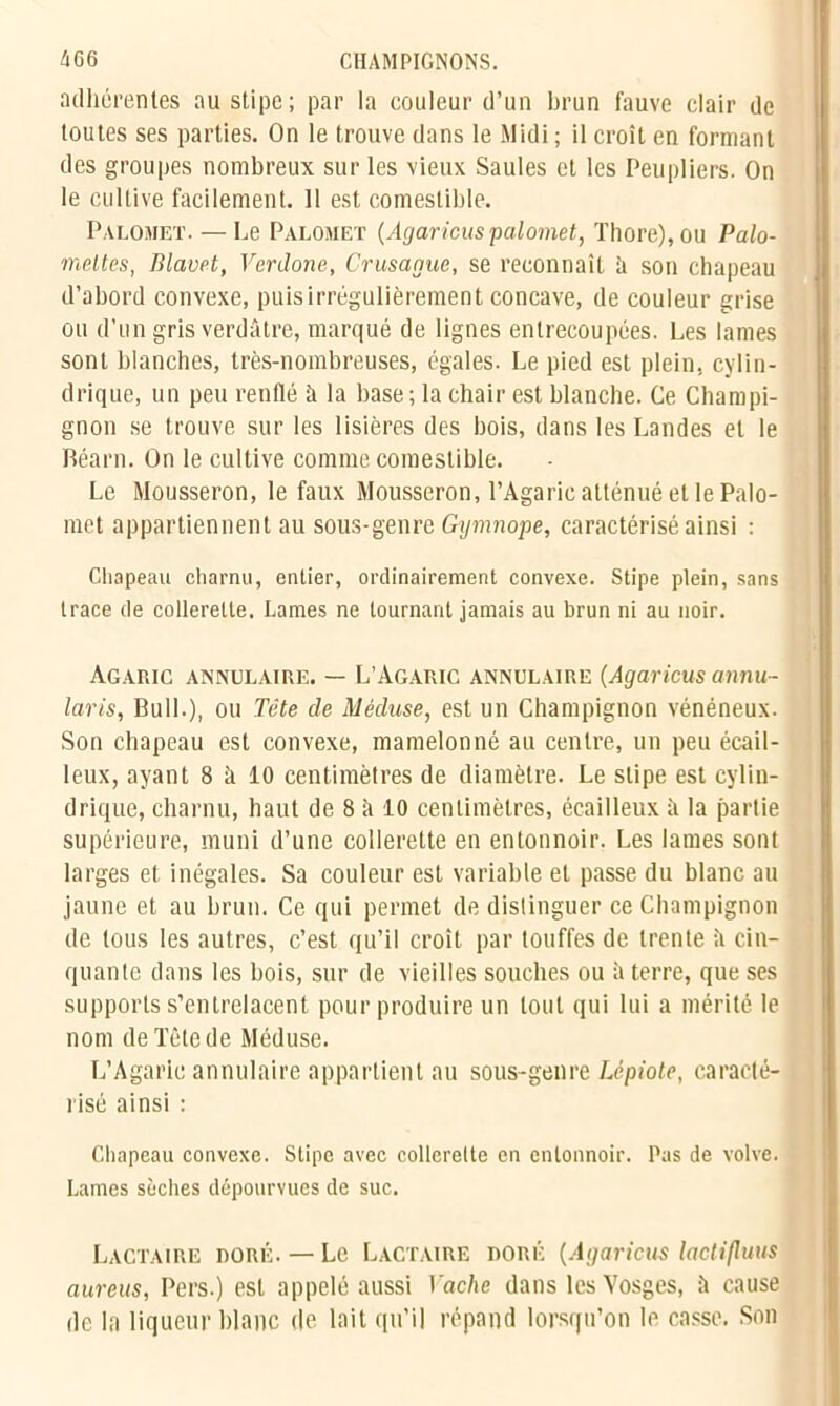 adhérentes au stipe ; par la couleur d’un brun fauve clair de toutes ses parties. On le trouve dans le Midi ; il croît en formant des groupes nombreux sur les vieux Saules et les Peupliers. On le cultive facilement. Il est comestible. Palomet. — Le Palomet (Agaricus palomet, Thore), ou Palo- mettes, Blavet, VerJone, Crusague, se reconnaît à son chapeau d’abord convexe, puis irrégulièrement concave, de couleur grise ou d’un gris verdâtre, marqué de lignes entrecoupées. Les lames sont blanches, très-nombreuses, égales. Le pied est plein, cylin- drique, un peu renflé à la base ; la chair est blanche. Ce Champi- gnon se trouve sur les lisières des bois, dans les Landes et le Béarn. On le cultive comme comestible. Le Mousseron, le faux Mousseron, l’Agaric atténué et le Palo- met appartiennent au sous-genre Gymnope, caractérisé ainsi : Chapeau charnu, entier, ordinairement convexe. Stipe plein, sans trace de collerette. Lames ne tournant jamais au brun ni au noir. Agaric annulaire. — L’Agaric annulaire (Agaricus annu- laris, Bull.), ou Tête de Méduse, est un Champignon vénéneux. Son chapeau est convexe, mamelonné au centre, un peu écail- leux, ayant 8 à 10 centimètres de diamètre. Le stipe est cylin- drique, charnu, haut de 8 â 10 centimètres, écailleux à la partie supérieure, muni d’une collerette en entonnoir. Les lames sont larges et inégales. Sa couleur est variable et passe du blanc au jaune et au brun. Ce qui permet de distinguer ce Champignon de tous les autres, c’est qu’il croît par touffes de trente â cin- quante dans les bois, sur de vieilles souches ou à terre, que ses supports s’entrelacent pour produire un tout qui lui a mérité le nom de Tête de Méduse. L’Agaric annulaire appartient au sous-genre IJpiole, caracté- risé ainsi : Chapeau convexe. Stipe avec collerette en entonnoir. Pas de volve. Lames sèches dépourvues de suc. Lactaire doré. — Le Lactaire doré (Agaricus lactifluus aureus, Pers.) est appelé aussi Vache dans les Vosges, à cause de la liqueur blanc de lait qu’il répand lorsqu’on le casse. Son