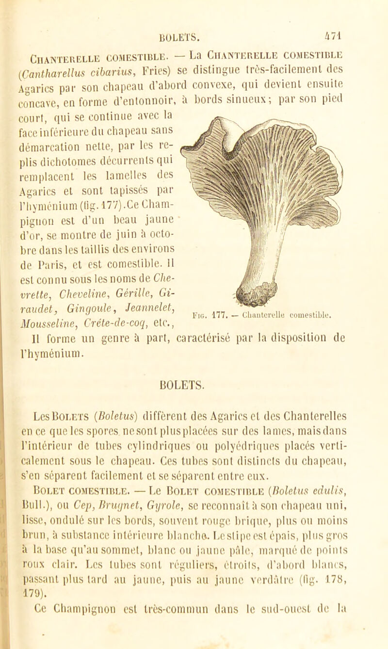 Chanterelle comestible. — La Chanterelle comestible (Çantharellus cibarius. Fries) se distingue très-facilement des Agarics par son chapeau d’abord convexe, qui devient ensuite concave, en forme d’entonnoir, à bords sinueux; par son pied court, qui se continue avec la face inférieure du chapeau sans démarcation nette, par les re- plis dichotomes décurrenls qui remplacent les lamelles des Agarics et sont tapissés par riiymenium (lig. 177).Ce Cham- pignon est d’un beau jaune d’or, se montre de juin â octo- bre dans les taillis des environs de Paris, et est comestible. Il est connu sous les noms de Che- vrette, Cheveline, Gérillc, Gi- raudet, Gingoule, Jeannelet, ^ ^ _ CImutorell(J coinestible. Mousseline, Crête-de-coq, etc., Il forme un genre à part, caractérisé par la disposition de l’hyménium. BOLETS. Les Bolets (Boletus) diffèrent des Agarics et des Chanterelles Ien ce que les spores nesont plusplacées sur des lames, maisdans l’intérieur de tubes cylindriques ou polyédriques placés verti- calement sous le chapeau. Ces tubes sont distincts du chapeau, s’en séparent facilement et se séparent entre eux. Bolet comestible. —Le Bolet comestible (Boletus edulis, Bull.), ou Cep, Bruijnet, Gyrole, se reconnaît;» son chapeau uni, lisse, ondulé sur les bords, souvent rouge brique, plus ou moins brun, à substance intérieure blanche». Leslipe est épais, plus gros à la base qu’au sommet, blanc ou jaune pâle, marqué de points roux clair. Les tubes sont réguliers, étroits, d’abord blancs, passant plus tard au jaune, puis au jaune verdâtre (fig. 178, 179). Ce Champignon est très-commun dans le sud-ouest de la