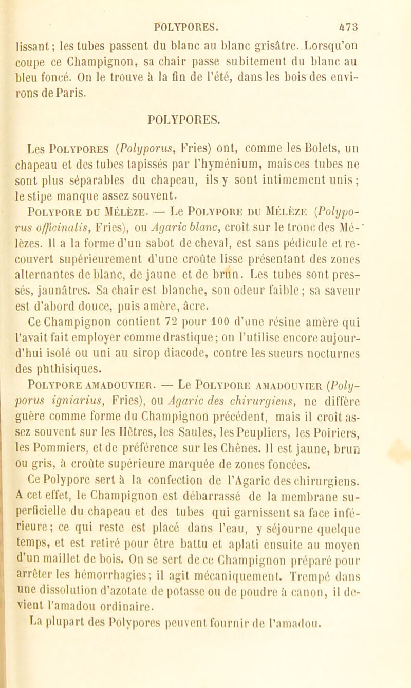POLYPORES. /j73 lissant; les tubes passent du blanc au blanc grisâtre. Lorsqu’on coupe ce Champignon, sa chair passe subitement du blanc au bleu foncé. On le trouve à la fin de l’été, dans les bois des envi- rons de Paris. POLYPORES. Les Polypores (Pohjporus, Fries) ont, comme les Bolets, un chapeau et des tubes tapissés par l’hyménium, mais ces tubes ne sont plus séparables du chapeau, ils y sont intimement unis ; le stipe manque assez souvent. Polypore du Mélèze. — Le Polypore du Mélèze (Pohjpo- rus officinalis, Fries), ou Agaric blanc, croît sur le tronc des Mé- lèzes. Il a la forme d’un sabot de cheval, est sans pédicule et re- couvert supérieurement d’une croûte lisse présentant des zones alternantes de blanc, de jaune et de brun. Les tubes sont pres- sés, jaunâtres. Sa chair est blanche, son odeur faible; sa saveur est d’abord douce, puis amère, âcre. Ce Champignon contient 72 pour 100 d’une résine amère qui l’avait fait employer comme drastique; on l’utilise encore aujour- d’hui isolé ou uni au sirop diacode, contre les sueurs nocturnes des phthisiques. Polypore amadouvier. — Le Polypore ajiadouvier (Poly- porus igniarius, Fries), ou Agaric des chirurgiens, ne diffère guère comme forme du Champignon précédent, mais il croît as- sez souvent sur les Hêtres, les Saules, les Peupliers, les Poiriers, les Pommiers, et de préférence sur les Chênes. 11 est jaune, brun ou gris, â croûte supérieure marquée de zones foncées. Ce Polypore sert à la confection de l’Agaric des chirurgiens. A cet effet, le Champignon est débarrassé de la membrane su- perficielle du chapeau et des tubes qui garnissent sa face infé- rieure; ce qui reste est placé dans l’eau, y séjourne quelque temps, et est retiré pour être battu et aplati ensuite au moyen d’un maillet de bois. On se sert de ce Champignon préparé pour arrêter les hémorrhagies; il agit mécaniquement. Trempé dans une dissolution d’azotate de potasse ou de poudre à canon, il de- vient l’amadou ordinaire. La plupart des Polypores peuvent fournir de l’amadou.