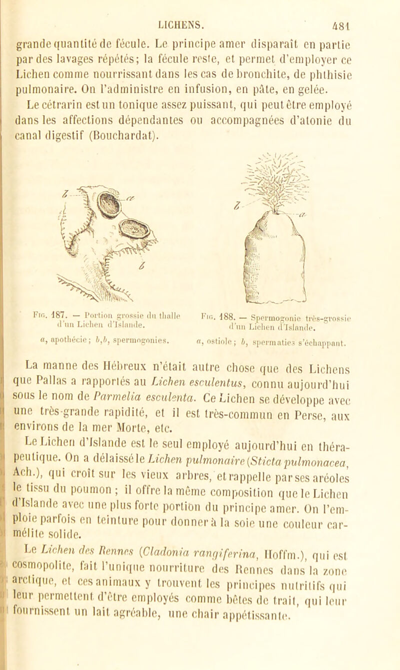 grande quantité de fécule. Le principe amer disparaît en partie par des lavages répétés; la fécule reste, et permet d’employer ce Lichen comme nourrissant dans les cas de bronchite, de phthisie pulmonaire. On l’administre en infusion, en pâte, en gelée. Lecétrarin est un tonique assez puissant, qui peut être employé dans les affections dépendantes canal digestif (Bouchardat). Fin. d87. — Portion grossie du tlinllo d’un Lichen d’Islande. a, npothécie; b,b} spermogonies. ou accompagnées d’atonie du Fin. 188. — Spermogonie très-grossie d’un Lichen d’Islande. o, ostiole ; b, spermntie3 s’échappant. La manne des Hébreux n’était autre chose que des Lichens que Pallas a rapportés au Lichen esculentus, connu aujourd’hui | sous le nom de Parmelia esculenta. Ce Lichen se développe avec t une très-grande rapidité, et il est très-commun en Perse, aux < environs de la mer Morte, etc. Le Lichen d’Islande est le seul employé aujourd’hui en théra- i peu tique. On a délaissé le Lichen pulmonaire (Sticta pulmonacea, Ach.), qui croît sur les vieux arbres, et rappelle par ses aréoles l le tissu du poumon ; il offre la même composition que le Lichen P d Islande avec une plus forte portion du principe amer. On l’em- ploie parfois en teinture pour donnera la soie une couleur car- mélite solide. Le Lichen des Hennés (Cladonia rangiferina, Iloffm.), qui est >- cosmopolite, fait l’unique nourriture des Rennes dans’la zone arctique, et ces animaux y trouvent les principes nutritifs qui i leur permettent d’être employés comme bêtes de trait, qui leur n fournissent un lait agréable, une chair appétissante.