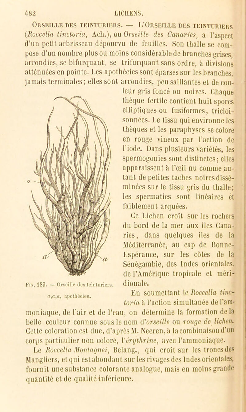 Orseille des teinturiers. — L’Orseille des teinturiers (Roccella tinctoria, Ach.), ou Orseille des Canaries, a l’aspect d’un petit arbrisseau dépourvu de feuilles. Son thalle se com- pose d’un nombre plus ou moins considérable de branches grises, arrondies, se bifurquant, se trifurquant sans ordre, à divisions atténuées en pointe. Les apothéciessont éparses sur lesbranches, jamais terminales ; elles sont arrondies, peu saillantes et de cou- leur gris foncé ou noires. Chaque ihèque fertile contient huit spores elliptiques ou fusiformes, tricloi- sonnées. Le tissu qui environne les thèques et les paraphyses se colore en rouge vineux par l’action de l’iode. Dans plusieurs variétés, les spermogonies sont distinctes; elles apparaissent à l’œil nu comme au- tant de petites taches noires dissé- minées sur le tissu gris du thalle; les spermaties sont linéaires et faiblement arquées. Ce Lichen croit sur les rochers du bord de la mer aux îles Cana- ries, dans quelques îles de la Méditerranée, au cap de Bonne- Lspérance, sur les côtes de la Sénégambie, des Indes orientales, de l’Amérique tropicale et méri- dionale. En soumettant le Roccella tinc- toria ii l’action simultanée de l’am- moniaque, de l’air et de l’eau, on détermine la formation delà belle couleur connue sous le nom d'orseille ou rouge de lichen. Celle coloration est due, d’après M. Neeren, à lacombinaisond’un corps particulier non coloré, Vérythrine, avec l’ammoniaque. Le Roccella Montagnei, Belang., qui croit sur les troncs des Mangliers, et qui est abondant sur les rivages des Indes orientales, fournit une substance colorante analogue, mais en moins grande quantité et de qualité inférieure. Fig. 189. — Orseille des teinturiers a,a,a, apothécies.