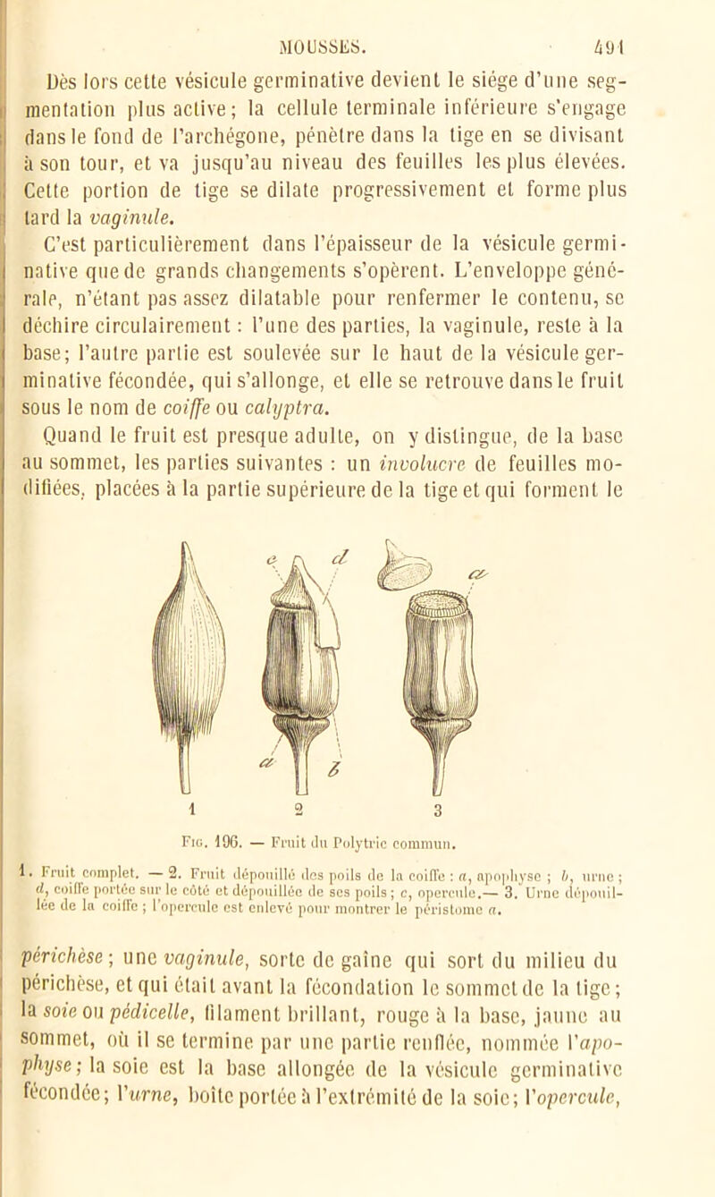 Dès lors cette vésicule germinative devient le siège d’une seg- mentation plus active; la cellule terminale inférieure s'engage dans le fond de l’archégone, pénètre dans la tige en se divisant à son tour, et va jusqu’au niveau des feuilles les plus élevées. Cette portion de tige se dilate progressivement et forme plus lard la vaginule. C’est particulièrement dans l’épaisseur de la vésicule germi- native que de grands changements s’opèrent. L’enveloppe géné- rale, n’étant pas assez dilatable pour renfermer le contenu, se déchire circulairement : l’une des parties, la vaginule, reste à la base; l’autre partie est soulevée sur le haut de la vésicule ger- minative fécondée, qui s’allonge, et elle se retrouve dans le fruit sous le nom de coiffe ou calyptra. Quand le fruit est presque adulte, on y distingue, de la hase au sommet, les parties suivantes : un involucre de feuilles mo- difiées, placées à la partie supérieure de la tige et qui forment le 1 2 3 Fig. 196. — Fruit du Polytric commun. 1. Fruit complet. — 2. Fruit dépouillé des poils de la coiffe : a, apophyse ; b, urne ; d, coiffe portée sur le côté et dépouillée de ses poils ; c, opercule.— 3. Urne dépouil- lée de la coiffe ; l’opercule est enlevé pour montrer le péris tome a, périchèse; une vaginule, sorte de gaine qui sort du milieu du périchèse, et qui était avant la fécondation le sommet de la lige ; la soie ou pédicelle, filament brillant, rouge à la base, jaune au sommet, où il se termine par une partie renflée, nommée l’apo- physe; la soie est la base allongée de la vésicule germinative fécondée; Yurne, boîte portée à l’extrémité de la soie; l'opercule,