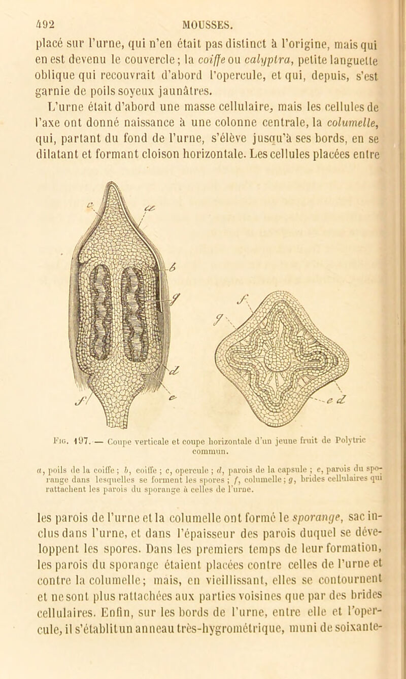 placé sur l’urne, qui n’en était pas distinct à l’origine, mais qui en est devenu le couvercle; la coiffe ou calyplra, petite languette oblique qui recouvrait d’abord l’opercule, et qui, depuis, s’est, garnie de poils soyeux jaunâtres. L’urne était d’abord une masse cellulaire, mais les cellules de l’axe ont donné naissance à une colonne centrale, la columelle, qui, partant du fond de l’urne, s’élève jusqu’à ses bords, en se dilatant et formant cloison horizontale. Les cellules placées entre l'iG. 197.— Coupe verticale et coupe horizontale d’un jeune fruit de Polytric cl, poils de la coiffe ; b, coiffe ; c, opercule ; d, parois de la capsule ; e, parois du spo- range dans lesquelles se forment les spores ; f, columelle; j, brides cellulaires qui rattachent les parois du sporange à celles de l’urne. les parois de l’urne et la columelle ont formé le sporange, sac in- clus dans l’urne, et dans l’épaisseur des parois duquel se déve- loppent les spores. Dans les premiers temps de leur formation, les parois du sporange étaient placées contre celles de l’urne et contre la columelle; mais, en vieillissant, elles se contournent et nesont plus rattachées aux parties voisines que par des brides cellulaires. Enfin, sur les bords de l’urne, entre elle et l’oper- cule, il s’établitun anneau très-hygrométrique, muni de soixante- commun.