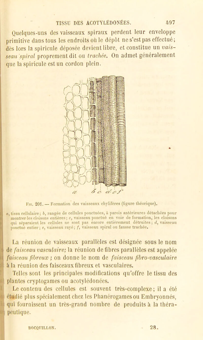 Quelques-uns des vaisseaux spiraux perdent leur enveloppe primitive dans tous les endroits où le dépôt ne s’est pas effectué; dès lors la spiricule déposée devient libre, et constitue un vais- seau spiral proprement dit ou trachée. On admet généralement que la spiricule est un cordon plein. Fig. 20t. — Formation des vaisseaux chylifères (ligure théorique). «, tissu cellulaire; b, rangée de cellules ponctuées, fi parois antérieures détachées pour montrer les cloisons entières ; e, vaisseau ponctué en voie de formation, les cloisons qui séparaient les cellules ne sont pas encore entièrement détruites ; il, vaisseau ponctué entier ; e, vaisseau rayé ; f, vaisseau spiral ou fausse trachée. La réunion de vaisseaux parallèles est désignée sous le nom 1 de faisceau vasculaire; la réunion de fibres parallèles est appelée u faisceau fibreux ; on donne le nom de faisceau fibro-vasculaire ! ii la réunion des faisceaux fibreux et vasculaires. Telles sont les principales modifications qu’offre le tissu des fil plantes cryptogames ou acolylédonées. Le contenu des cellules est souvent très-complexe; il a été 1 étudié plus spécialement chez les Phanérogames ou Embryonnés, i qui fournissent un très-grand nombre de produits il la théra- ie peutique. BOCQltlT.LON. 28.