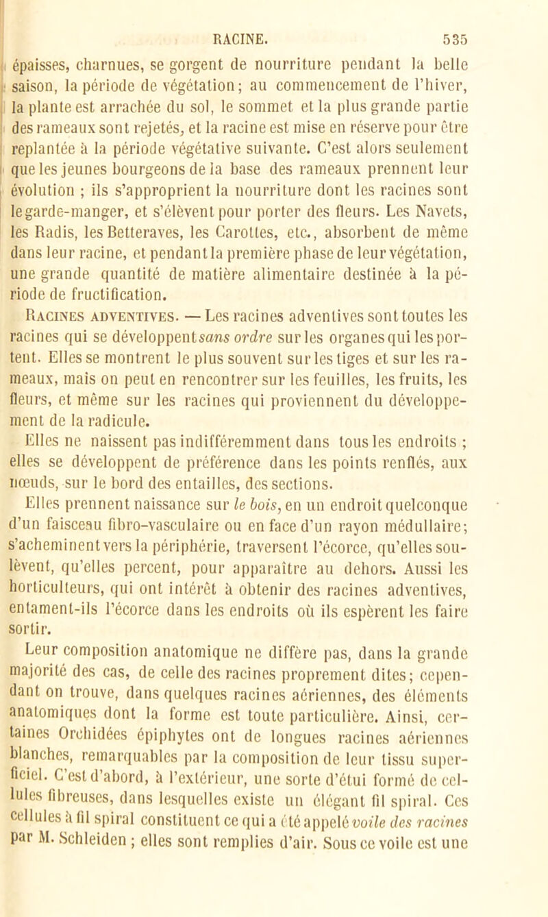 épaisses, charnues, se gorgent de nourriture pendant la belle saison, la période de végétation; au commencement de l’hiver, la plante est arrachée du sol, le sommet et la plus grande partie des rameaux sont rejetés, et la racine est mise en réserve pour être replantée à la période végétative suivante. C’est alors seulement que les jeunes bourgeons de la base des rameaux prennent leur évolution ; ils s’approprient la nourriture dont les racines sont legarde-manger, et s’élèvent pour porter des fleurs. Les Navets, les Radis, les Betteraves, les Carottes, etc., absorbent de même dans leur racine, et pendanlla première phase de leur végétation, une grande quantité de matière alimentaire destinée à la pé- riode de fructification. Racines adventives. — Les racines adventives sont toutes les racines qui se développentsans ordre sur les organes qui les por- tent. Elles se montrent le plus souvent sur les tiges et sur les ra- meaux, mais on peut en rencontrer sur les feuilles, les fruits, les fleurs, et même sur les racines qui proviennent du développe- ment de la radicule. Elles ne naissent pas indifféremment dans tous les endroits ; elles se développent de préférence dans les points renflés, aux nœuds, sur le bord des entailles, des sections. Elles prennent naissance sur le bois, en un endroit quelconque d’un faisceau fibro-vasculaire ou en face d’un rayon médullaire; s’acheminent vers la périphérie, traversent l’écorce, qu’elles sou- lèvent, qu’elles percent, pour apparaître au dehors. Aussi les horticulteurs, qui ont intérêt il obtenir des racines adventives, entament-ils l’écorce dans les endroits où ils espèrent les faire sortir. Leur composition anatomique ne diffère pas, dans la grande majorité des cas, de celle des racines proprement dites; cepen- dant on trouve, dans quelques racines aériennes, des éléments anatomiques dont la forme est toute particulière. Ainsi, cer- taines Orchidées épiphytes ont de longues racines aériennes blanches, remarquables par la composition de leur tissu super- ficiel. C’est d’abord, ii l’extérieur, une sorte d’étui formé de cel- lules fibreuses, dans lesquelles existe un élégant fil spiral. Ces cellules fi fil spiral constituent ce qui a été appelé voile des racines par M. Schleiden ; elles sont remplies d’air. Sous ce voile est une