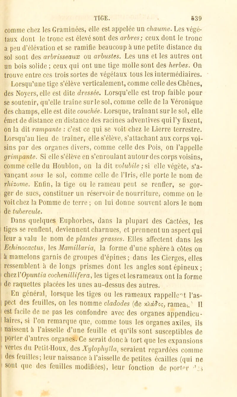 comme chez les Graminées, elle est appelée un chaume. Les végé- taux dont le tronc est élevé sont des arbres; ceux dont le tronc a peu d’élévation et se ramifie beaucoup à une petite distance du sol sont des arbrisseaux ou arbustes. Les uns et les autres ont un bois solide ; ceux qui ont une tige molle sont des herbes. On trouve entre ces trois sortes de végétaux tous les intermédiaires. Lorsqu’une tige s’élève verticalement, comme celle des Chênes, des Noyers, elle est dite dressée. Lorsqu’elle est trop faible pour se soutenir, qu’elle traîne surle sol, comme celle de la Véronique des champs, elle est dite couchée. Lorsque, traînant sur le sol, elle émet de distance en distance des racines advenlives qui l’y fixent, on la dit rampante : c’est ce qui se voit chez le Lierre terrestre. Lorsqu’au lieu de traîner, elle s’élève, s’attachant aux corps voi- sins par des organes divers, comme celle des Pois, on l’appelle grimpante. Si elle s’élève en s’enroulant autour des corps voisins, comme celle du Houblon, on la dit volubile;û elle végète, s’a- vançant sous le sol, comme celle de l’Iris, elle porte le nom de rhizome. Enfin, la tige ou le rameau peut se renfler, se gor- ger de sucs, constituer un réservoir de nourriture, comme on le voitchez la Pomme de terre ; on lui donne souvent alors le nom de tubercule. Dans quelques Euphorbes, dans la plupart des Cactées, les tiges se renflent, deviennent charnues, et prennent un aspect qui leur a valu le nom de. plantes grasses. Elles affectent dans les Echinocactus, les Mamillaria, la forme d’une sphère il côtes ou à mamelons garnis de groupes d’épines; dans les Cierges, elles ressemblent ii de longs prismes dont les angles sont épineux; çhviY Opuntia cochenillifera, les tiges et les rameaux ont la forme de raquettes placées les unes au-dessus des autres. En général, lorsque les tiges ou les rameaux rappellent l’as- pect des feuilles, on les nomme cladodes (de xXàd'oç, rameau' Il est facile de ne pas les confondre avec des organes appendicu- laires, si l’on remarque que, comme tous les organes axiles, ils naissent h l’aisselle d’une feuille et qu’ils sont susceptibles de porter d autres organes. Ce serait donc à tort que les expansions vertes du Petit-Houx, des Xylophylla, seraient regardées comme des feuilles; leur naissance a l’aisselle de petites écailles (qui ne sont que des feuilles modifiées), leur fonction de porter ’ s