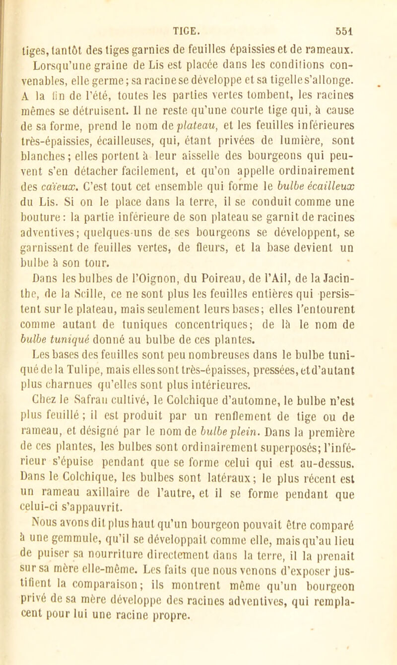 tiges, tantôt des tiges garnies de feuilles épaissies et de rameaux. Lorsqu’une graine de Lis est placée dans les conditions con- venables, elle germe; sa racine se développe et sa tigelle s’allonge. A la lin de l’été, toutes les parties vertes tombent, les racines mêmes se détruisent. 11 ne reste qu’une courte lige qui, à cause de sa forme, prend le nom de plateau, et les feuilles inférieures très-épaissies, écailleuses, qui, étant privées de lumière, sont blanches ; elles portent à leur aisselle des bourgeons qui peu- vent s’en détacher facilement, et qu’on appelle ordinairement des caïeux. C’est tout cet ensemble qui forme le bulbe écailleux du Lis. Si on le place dans la terre, il se conduit comme une bouture : la partie inférieure de son plateau se garnit de racines adventives; quelques-uns de ses bourgeons se développent, se garnissent de feuilles vertes, de fleurs, et la base devient un bulbe à son tour. Dans les bulbes de l’Oignon, du Poireau, de l’Ail, de la Jacin- the, de la Scille, ce ne sont plus les feuilles entières qui persis- tent sur le plateau, mais seulement leurs bases; elles l’entourent comme autant de tuniques concentriques; de Ut le nom de bulbe tunique donné au bulbe de ces plantes. Les bases des feuilles sont peu nombreuses dans le bulbe tuni- quédela Tulipe, mais elles sont très-épaisses, pressées, etd’autant plus charnues qu’elles sont plus intérieures. Chez le Safran cultivé, le Colchique d’automne, le bulbe n’est plus feuillé ; il est produit par un renflement de tige ou de rameau, et désigné par le nom de bulbe plein. Dans la première de ces plantes, les bulbes sont ordinairement superposés; l’infé- rieur s’épuise pendant que se forme celui qui est au-dessus. Dans le Colchique, les bulbes sont latéraux; le plus récent est un rameau axillaire de l’autre, et il se forme pendant que celui-ci s’appauvrit. Nous avons dit plus haut qu’un bourgeon pouvait être comparé à une gemmule, qu’il se développait comme elle, mais qu’au lieu de puiser sa nourriture directement dans la terre, il la prenait sur sa mère elle-même. Les faits que nous venons d’exposer jus- tifient la comparaison; ils montrent même qu’un bourgeon privé de sa mère développe des racines adventives, qui rempla- cent pour lui une racine propre.