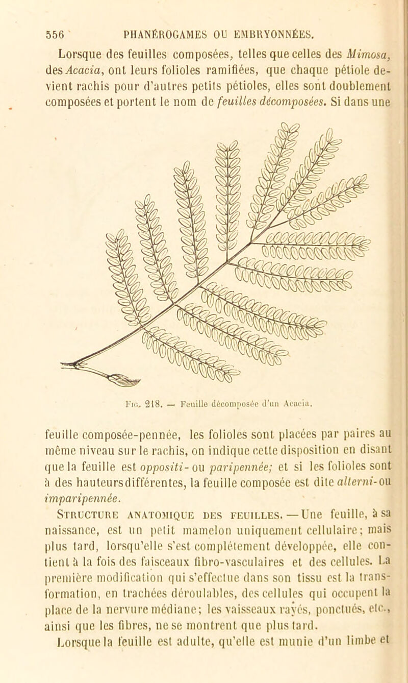 Lorsque des feuilles composées, telles que celles des Mimosa, des Acacia, ont leurs folioles ramifiées, que chaque pétiole de- vient rachis pour d’autres petils pétioles, elles sont doublement composées et portent le nom de feuilles décomposées. Si dans une feuille composée-pennée, les folioles sont placées par paires au même niveau sur le rachis, on indique cette disposition en disant que la feuille est oppositi- ou paripennée; et si les folioles sont ii des hauteursdifférentes, la feuille composée est dite alterni-ou imparipennée. Structure anatomique des feuilles.—Une feuille, à sa naissance, est un petit mamelon uniquement cellulaire; mais plus tard, lorsqu’elle s’est complètement développée, elle con- tient à la fois des faisceaux libro-vasculaires et des cellules. La première modification qui s’effectue dans son tissu est la trans- formation, en trachées déroulnbles, des cellules qui occupent la place de la nervure médiane; les vaisseaux raves, ponctués, etc., ainsi que les fibres, ne se montrent que plus tard. Lorsque la feuille est adulte, qu’elle est munie d’un limbe et