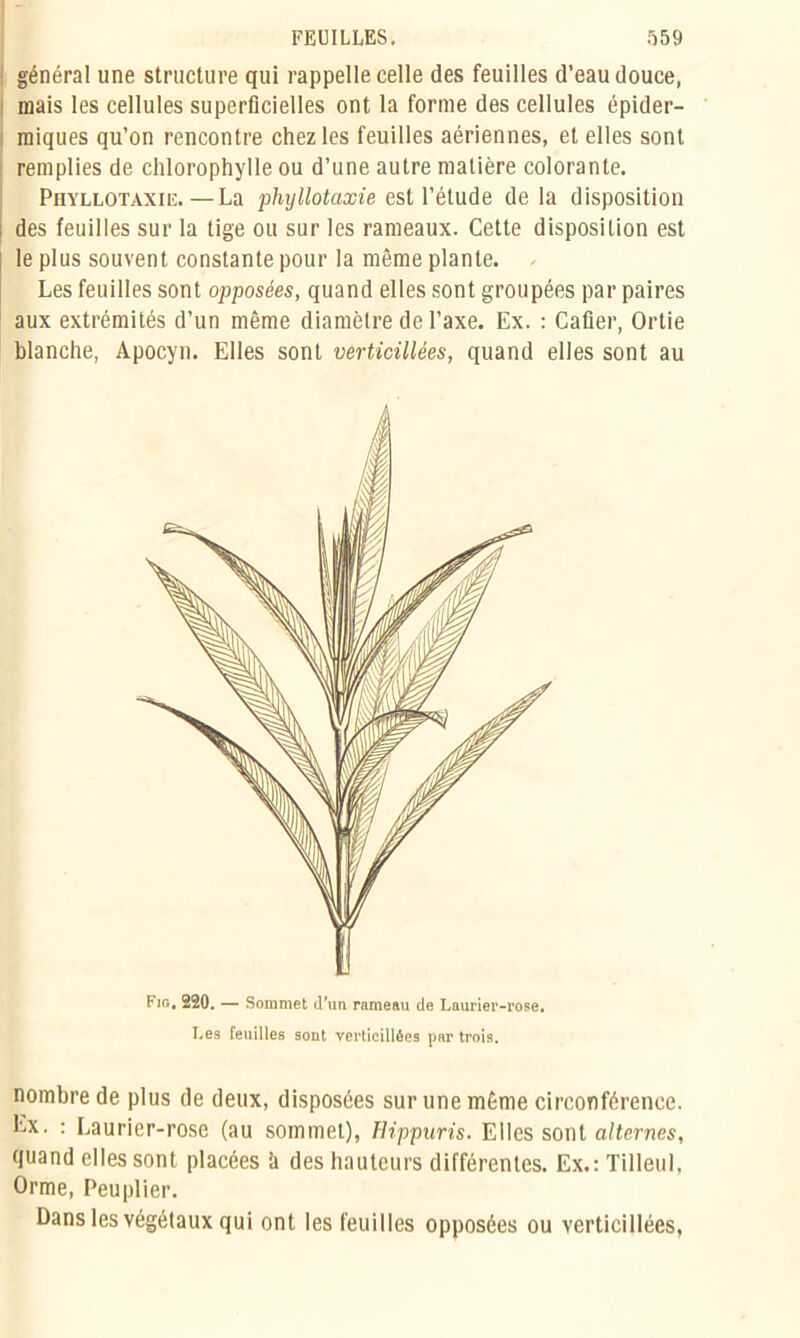 général une structure qui rappelle celle des feuilles d’eau douce, mais les cellules superficielles ont la forme des cellules épider- miques qu’on rencontre chez les feuilles aériennes, et elles sont remplies de chlorophylle ou d’une autre matière colorante. Phyllotaxie.—La phyllotaxie est l’étude de la disposition ; des feuilles sur la tige ou sur les rameaux. Cette disposition est le plus souvent constante pour la môme plante. - Les feuilles sont opposées, quand elles sont groupées par paires aux extrémités d’un même diamètre de l’axe. Ex. : Cafler, Ortie blanche, Apocyn. Elles sont verticillées, quand elles sont au Fin. 220. — Sommet d'un rameau de Laurier-rose, Les feuilles sont verticillées par trois. nombre de plus de deux, disposées sur une même circonférence. Ex. : Laurier-rose (au sommet), Hippuris. Elles sont alternes, quand elles sont placées h des hauteurs différentes. Ex.: Tilleul, Orme, Peuplier. Dans les végétaux qui ont les feuilles opposées ou verticillées,