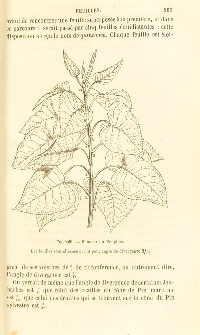 avant de rencontrer une feuille superposée à la première, et dans ce parcours il serait passé par cinq feuilles équidistantes : cette disposition a reçu le nom de quinconce. Chaque feuille est éloi- Fio. 226. — Rameau du Peuplier. Les feuilles sont alternes et out pour augle de divergence 3/5. gnée de ses voisines de 4 de circonférence, ou autrement dire, l’angle de divergence est 4- ün verrait de même que l’angle de divergence de certaines Jou- barbes est j, que celui des écailles du cône de Pin maritime est que celui des écailles qui se trouvent sur le cône du Pin sylvestre est