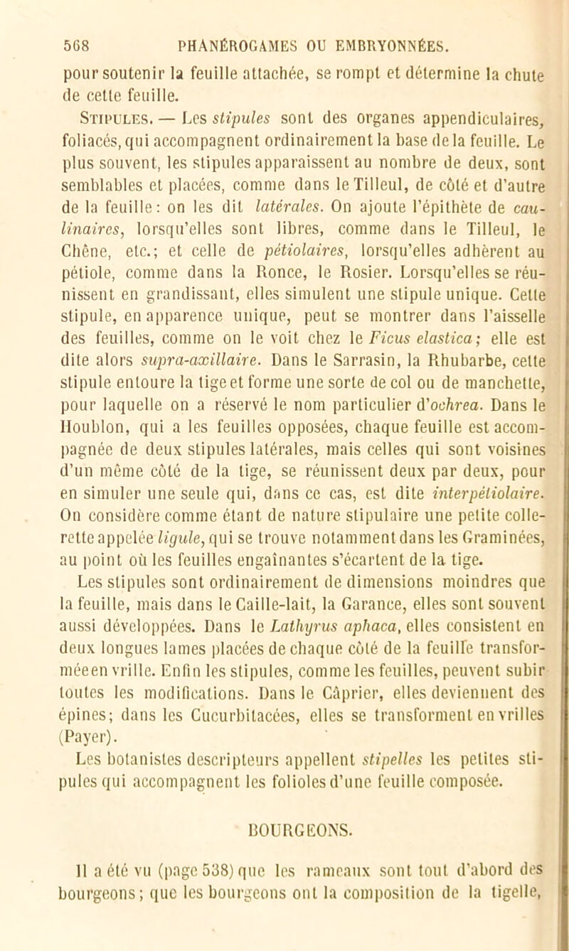 pour soutenir la feuille attachée, se rompt et détermine la chute de cette feuille. Stipules. — Les stipules sont des organes appendiculaires, foliacés, qui accompagnent ordinairement la base delà feuille. Le plus souvent, les stipules apparaissent au nombre de deux, sont semblables et placées, comme dans le Tilleul, de côté et d’autre de la feuille: on les dit latérales. On ajoute l’épithète de cau- linaires, lorsqu’elles sont libres, comme dans le Tilleul, le Chêne, etc.; et celle de pétiolaires, lorsqu’elles adhèrent au pétiole, comme dans la Ronce, le Rosier. Lorsqu’elles se réu- nissent en grandissant, elles simulent une stipule unique. Celte stipule, en apparence unique, peut se montrer dans l’aisselle des feuilles, comme on le voit chez 1 e Ficus elastica ; elle est dite alors supra-axillaire. Dans le Sarrasin, la Rhubarbe, celte stipule entoure la tige et forme une sorte de col ou de manchette, pour laquelle on a réservé le nom particulier A'ochrea. Dans le Houblon, qui a les feuilles opposées, chaque feuille est accom- pagnée de deux stipules latérales, mais celles qui sont voisines d’un même coté de la lige, se réunissent deux par deux, pour en simuler une seule qui, dans ce cas, est dite interpêtiolaire. On considère comme étant de nature slipulaire une petite colle- rette appelée ligule, qui se trouve notamment dans les Graminées, au point où les feuilles engainantes s’écartent de la tige. Les stipules sont ordinairement de dimensions moindres que la feuille, mais dans le Caille-lait, la Garance, elles sont souvent aussi développées. Dans le Lathyrus apliaca, elles consistent en deux longues lames placées de chaque côté de la feuille transfor- méeen vrille. Enfin les stipules, comme les feuilles, peuvent subir toutes les modifications. Dans le Câprier, elles deviennent des épines; dans les Cucurbitacces, elles se transforment en vrilles (Payer). Les botanistes descripteurs appellent stipelles les petites sti- pules qui accompagnent les foliolesd’une feuille composée. BOURGEONS. 11 a été vu (page 538) que les rameaux sont tout d’abord des bourgeons; que les bourgeons ont la composition de la tigeile,