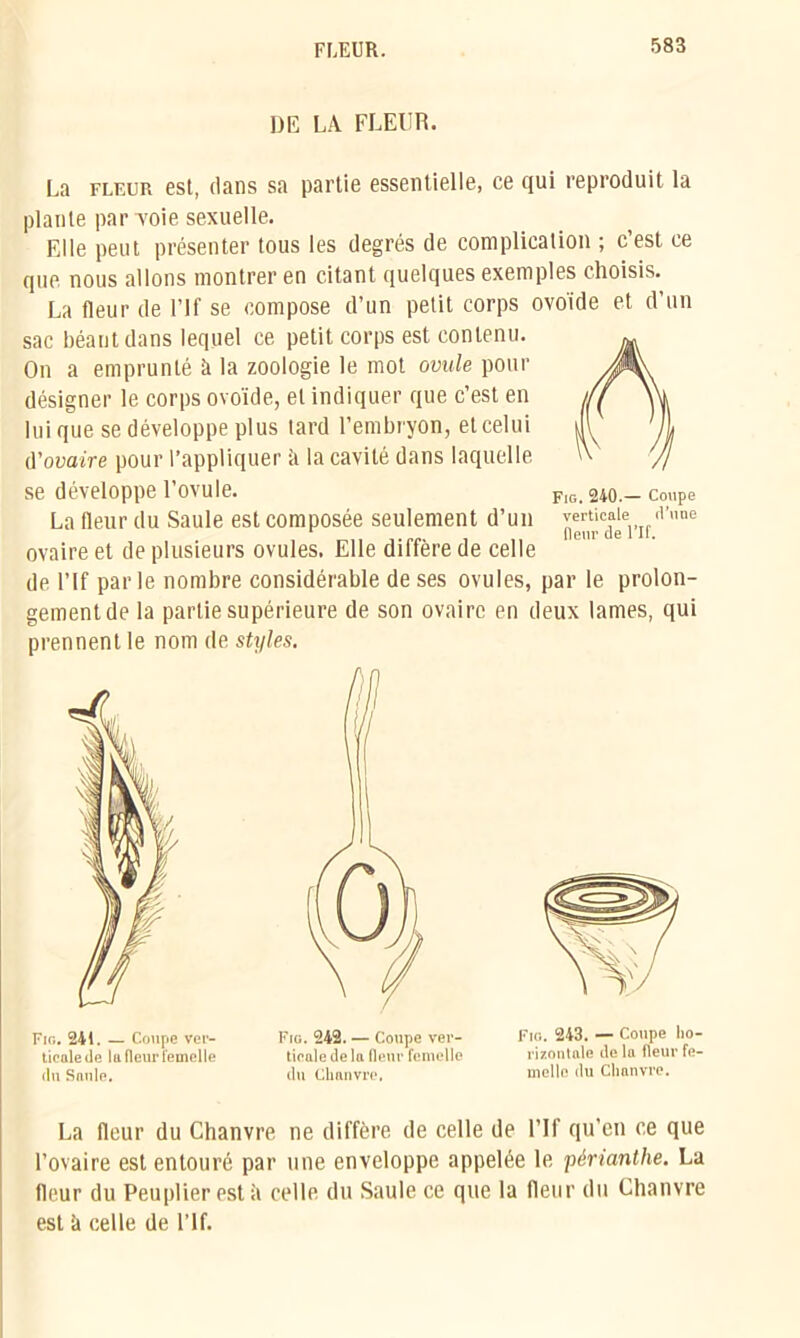 DE LA FLEUR. La fleur est, dans sa partie essentielle, ce qui reproduit la plante par voie sexuelle. Elle peut présenter tous les degrés de complication ; c’est ce que nous allons montrer en citant quelques exemples choisis. La fleur de l’If se compose d’un petit corps ovoïde et d’un sac béant dans lequel ce petit corps est contenu. On a emprunté à la zoologie le mot ovule pour désigner le corps ovoïde, et indiquer que c’est en lui que se développe plus tard l’embryon, et celui d'ovaire pour l’appliquer ;i la cavité dans laquelle se développe l’ovule. fig. 240.—coupe La fleur du Saule est composée seulement d’un (Vune ovaire et de plusieurs ovules. Elle diffère de celle de l’If parle nombre considérable de ses ovules, par le prolon- gementde la partie supérieure de son ovaire en deux lames, qui prennent le nom de styles. Fig. 241. — Coupe ver- ticale de la fleur femelle (lu Saule. Fig. 242. — Coupe ver- ticale delà fleur femelle du Chanvre. Fio. 243. — Coupe ho- rizontale de la fleur fe- melle du Chanvre. La fleur du Chanvre ne diffère de celle de l’If qu’en ce que l’ovaire est entouré par une enveloppe appelée le périanthe. La fleur du Peuplier est <i celle du Saule ce que la fleur du Chanvre est à celle de l’If.