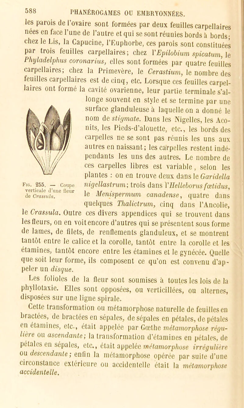 les parois de l’ovaire sont formées par deux feuilles carpellaires nées en face l’une de l’autre et qui se sont réunies bords à bords; chez le Lis, la Capucine, l’Euphorbe, ces parois sont constituées par trois feuilles carpellaires; chez VEpilobium spicatum, le Phyladelphus coronarius, elles sont formées par quatre feuilles carpellaires; chez la Primevère, le Cerastium, le nombre des feuilles carpellaires est de cinq, etc. Lorsque ces feuilles carpel- laires ont formé la cavité ovarienne, leur partie terminale s’al- longe souvent en style et se termine par une surface glanduleuse à laquelle on a donné le nom de stigmate. Dans les Nigelles, les Aco- nits, les Pieds-d’alouette, etc., les bords des carpelles ne se sont pas réunis les uns aux autres en naissant; les carpelles restent indé- pendants les uns des autres. Le nombre de ces carpelles libres est variable, selon les plantes : on en trouve deux dans 1 eGaridella nigellastrum; trois dans YHelleborus fœtidus, le Menispermum canadense, quatre dans quelques Thalictrum, cinq dans l’Ancolie, le Crassula. Outre ces divers appendices qui se trouvent dans les fleurs, on en voit encore d’autres qui se présentent sous forme de lames, de filets, de renflements glanduleux, et se montrent tantôt entre le calice et la corolle, tantôt entre la corolle et les étamines, tantôt encore entre les étamines et le gynécée. Quelle que soit leur forme, ils composent ce qu’on est convenu d’ap- peler un disque. Les folioles de la fleur sont soumises à toutes les lois de la phyllotaxie. Elles sont opposées, ou verticillées, ou alternes, disposées sur une ligne spirale. Cette transformation ou métamorphose naturelle de feuilles en bractées, de bractées en sépales, de sépales en pétales, de pétales en étamines, etc., était appelée par Gœthe métamorphose régu- hèfe ou ascendante; la transformation d’étamines en pétales, de pétales en sépales, etc., était appelée 'métamorphose irrégulière ou descendante ; enlin la métamorphose opérée par suite d’une circonstance extérieure ou accidentelle était la métamorphose accidentelle. Fig. 255. — Coupe verticale d’une fleur de Crassula.