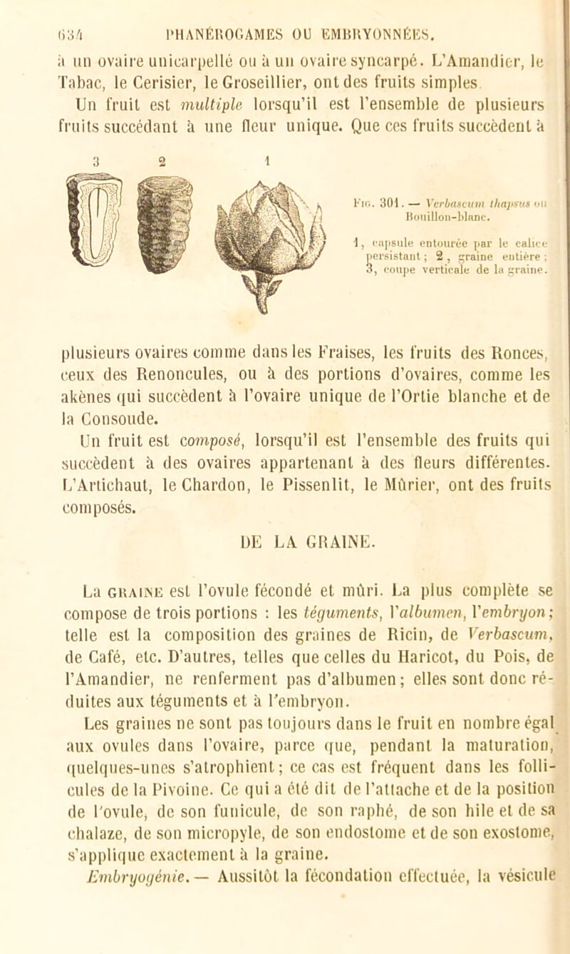 ;i un ovaire unicarpellé ou à un ovaire syncarpé. L’Amandier, le Tabac, le Cerisier, le Groseillier, onldes fruits simples Un fruit est multiple lorsqu’il est l’ensemble de plusieurs fruits succédant à une fleur unique. Que ces fruits succèdent à Fig. 301. — Verbascum thapsus ou Bouillon-blanc. \, capsule entourée par le calice persistant ; 2 , graine entière ; 3, coupe verticale de la graine. plusieurs ovaires comme dans les Fraises, les fruits des Ronces, ceux des Renoncules, ou à des portions d’ovaires, comme les akènes qui succèdent à l’ovaire unique de l’Ortie blanche et de la Consolide. Un fruit est composé, lorsqu’il est l’ensemble des fruits qui succèdent à des ovaires appartenant à des Heurs différentes. L’Artichaut, le Chardon, le Pissenlit, le Mûrier, ont des fruits composés. DE LA GRAINE. La gkaiine est l’ovule fécondé et mûri. La plus complète se compose de trois portions : les téguments, l'albumen, Yembryon; telle est la composition des graines de Ricin, de Verbascum, de Café, etc. D’autres, telles que celles du Haricot, du Pois, de l’Amandier, ne renferment pas d’albumen ; elles sont donc ré- duites aux téguments et à l’embryon. Les graines ne sont pas toujours dans le fruit en nombre égal aux ovules dans l’ovaire, parce que, pendant la maturation, quelques-unes s’atrophient; ce cas est fréquent dans les folli- cules de la Pivoine. Ce qui a été dit de l’attache et de la position de l'ovule, de son funicule, de son raphé, de son hile et de sa chalaze, de son micropyle, de son endoslome et de son exoslome, s’applique exactement à la graine. Embryogénie. — Aussitôt la fécondation effectuée, la vésicule