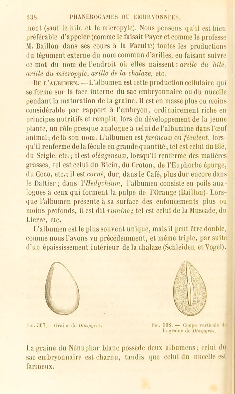 ment (sauf le hile et le micropyle). Nous pensons qu’il est bien préférable d’appeler (comme le faisait Payer et comme le professe M. Bâillon dans ses cours à la Faculté) toutes les productions du tégument externe du nom commun d’arilles, en faisant suivre ce mot du nom de l’endroit où elles naissent : arille du hile, avilie du microinjle, arille de la chalaze, etc. De l’albumen. —L’albumen est cette production cellulaire qui se forme sur la face interne du sac embryonnaire ou du nucelle pendant la maturation de la graine. 11 est en masse plus ou moins considérable par rapport ù l’embryon, ordinairement riche en principes nutritifs et remplit, lors du développement de la jeune plante, un rôle presque analogue à celui de l’albumine dans l’œuf animal; de là son nom. L’albumen est farineux ou féculent., lors- qu’il renferme de la fécule en grande quantité; tel est celui du Blé, du Seigle, etc.; il est oléagineux, lorsqu’il renferme des matières grasses, tel est celui du Ricin, du Croton, de l’Euphorbe épurge, du Coco, etc.; il est corné, dur, dans le Café, plus dur encore dans le Dattier; dans l'Hedychium, l’albumen consiste en poils ana- logues à ceux qui forment la pulpe de l’Orange (Bâillon). Lors- que l'albumen présente à sa surface des enfoncements plus ou moins profonds, il est dit ruminé; tel est celui de la Muscade, du Lierre, etc. L’albumen est le plus souvent unique, mais il peut être double, comme nous l’avons vu précédemment, et même triple, par suite d’un épaississement intérieur delà chalaze (Schleiden etVogel). Fig. 308. — Coupe verticale fie la graine de Diospyros. La graine du Nénuphar blanc possède deux albumens; celui du sac embryonnaire est charnu, tandis que celui du nucelle est farineux.