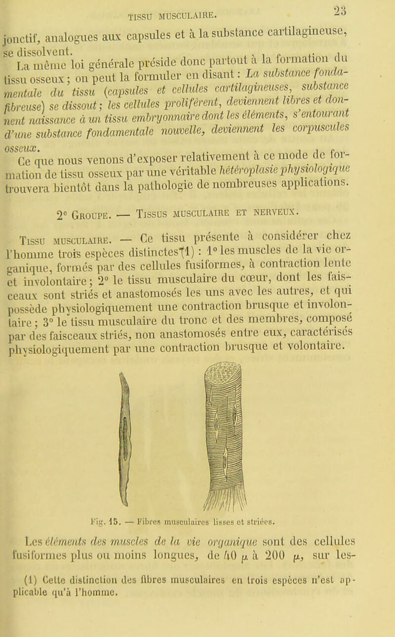 TISSU MUSCULAIRE. jonctii-, analogues aux capsules et à la substance cartilagineuse, Ce que nous venons d'exposer relativement à ce mode de for- mation de tissu osseux par une véritable hétéroplasie physiologique trouvera bientôt dans la pathologie de nomljreuses applications. 2^ Groupe. — Tissus musculaire et nerveux. Tissu MUSCULAIRE. — Cc tissu présente à considérer chez l'homme trois espèces distinctestl) : 1 les muscles de la vie or- ganique, formés par des ccUules fusiformes, à contraction lente et involontah-e ; 2° le tissu musculaire du cœur, dont les fais- ceaux sont striés et anastomosés les uns avec les autres, et qui possède phvsiologiquement une contraction brusque et involon- taire ; 3» le tissu musculaire du tronc et des memijres, composé par des faisceaux striés, non anastomosés entre eux, caractérisés physiologiquement par une contraction brusque et volontaire. Les éléments des muscles de la vie organique sont des cellules rusifonnes plus ou moins longues, de /|.0 ^ à 200 y., sur les- (1) Celle dislinclioii des fibres musculaires en trois espèces n'est np- plicable qu'à l'homme. Kii;. 15. — l'ibi'es miisculuires lisses et strii-os.