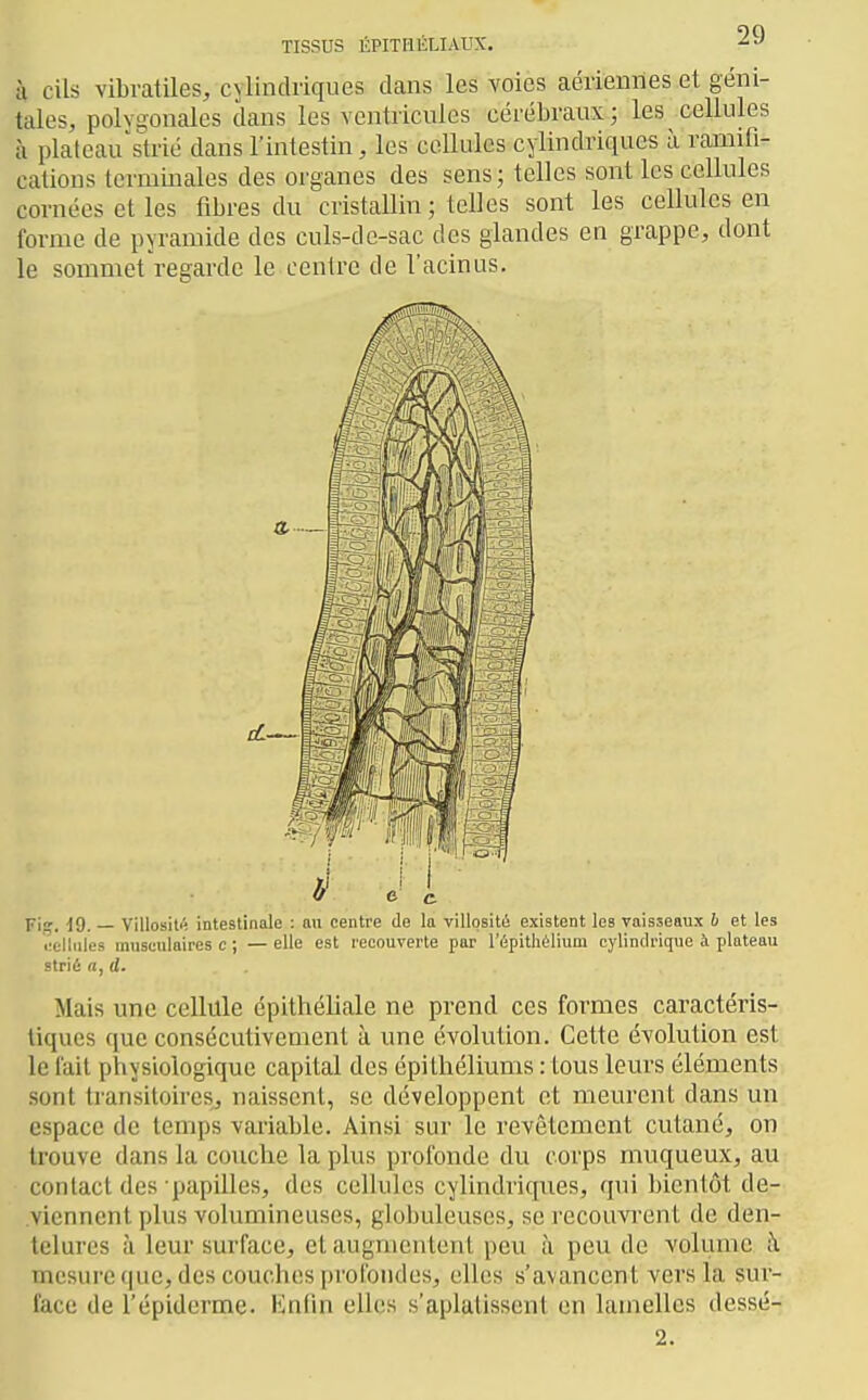 h cils vibratiles, cylindriques dans les voies aériennes et géni- tales, polygonales dans les ventricules cérébraux ; les cellules à platcau'strié dans l'intestin, les cellules cylindriques à ramifi- cations terminales des organes des sens ; telles sont les cellules cornées et les fibres du cristallin ; telles sont les cellules en forme de pyramide des culs-de-sac des glandes en grappe, dont le sommet regarde le centre de l'acinus. Fi. ^9. — Villosit''î intestinale : au centre de la villqsité existent les vaisseaux b et les i^ellules musculaires c ; — elle est recouverte par l'épithélium cylindrique à plateau strié a, d. Mais une cellule épithéliale ne prend ces formes caractéris- tiques que consécutivement à une évolution. Cette évolution est le fait physiologique capital des épilliéliums : tous leurs éléments sont transitoires, naissent, se développent et meurent dans un espace de temps variable. Ainsi sur le revêtement cutané, on trouve dans la couche la plus profonde du corps muqueux, au contact des papilles, des cellules cylindriques, qui bientôt de- viennent plus volumineuses, globuleuses, se recouvrent de den- telures à leur surface, et augmentent peu à peu de volume à mesure que, des couches profondes, elles s'avancent vers la sur- face de l'épiderme. Enhn elles s'aplatissent en lamelles dessé- 2.