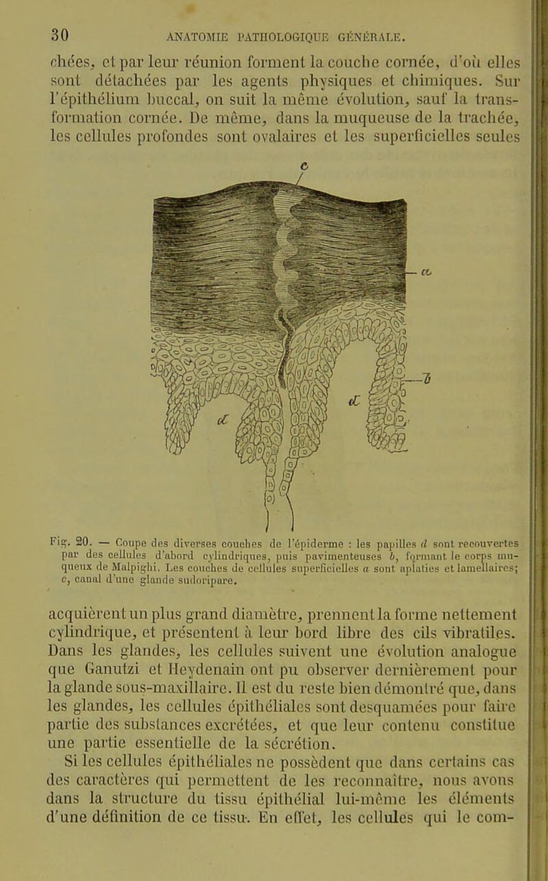 ohées, ol parleur réunion forment la couche cornée, d'où elL sont détachées par les agents physiques et chimiques. Sm l'épithélium Inxccal, on suit la même évolution, sauf la trau:-- formation cornée. De même, dans la muqueuse de la trachée. les cellules profondes sont ovalaires et les superficielles seuL e Fîg. 20. — Coupe des diverses couches do l'épiderine ; les papilles tt sont recouvert. - par des cellules d'ahord cyliudriques, puis pavimenteuses 6, rfjrnumt le corps nui- queux de Malpighi, Les couches de cellules superficielles a sont aplaties et lamellaires; c, canal d'une glande sudoripare. acquièrent un plus grand diamètre, prennent la forme nettement cylindrique, et présentent à leur hord libre des cils ^àbratiles. Dans les glandes, les cellules suivent une évolution analogue que Ganutzi et Heydenain ont pu observer dernièrement pour la glande sous-maxillaire. Il est du reste bien démontré que, dans les glandes, les cellules épithéliales sont desquamccs pour fairo partie des substances excrétées, et que leur contenu constitue une partie essentielle de la sécrétion. Si les cellules épithéliales ne possèdent que dans certains cas des caractères qui permctteut de les reconnaître, nous avons dans la structure du tissu épithélial lui-mcune les cléments d'une définition de ce tissu. En effet, les cellules qui le corn-