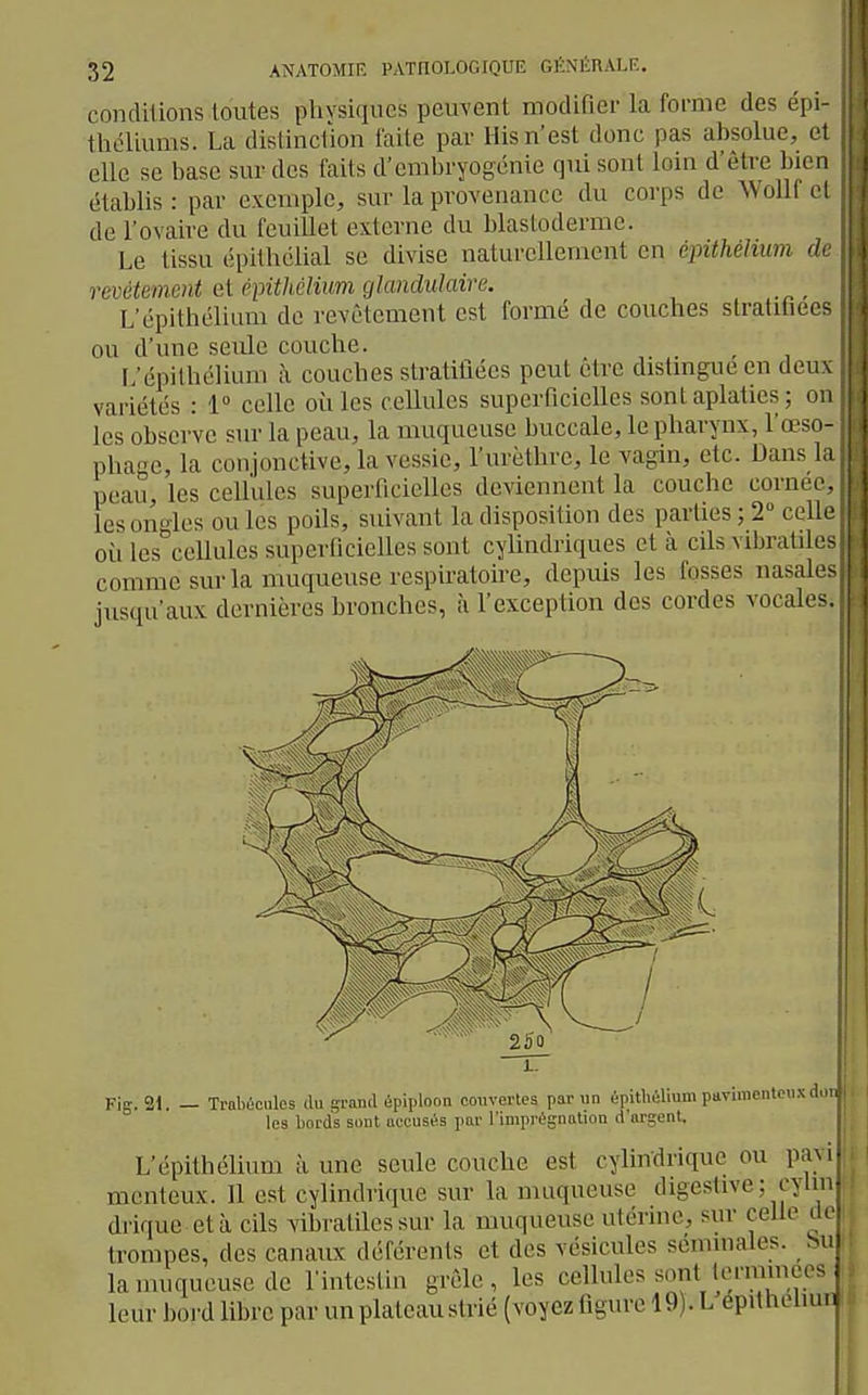 condilions toutes pliysiqucs peuvent modifier la forme des épi- théllums. La distindion faite par His n'est donc pas absolue, et elle se base surdos faits d'embryogénie qui sont loin d'être bien établis : par exemple, sur la provenance du coi'ps de Wollf et de l'ovaire du feuillet externe du blastoderme. Le tissu épithclial se divise naturellement en épithélium de revêtement et épithcHim glandulaire. L'épithélium de revêtement est formé de couches stratifiées ou d'une seule couche. ^ L'épithélium à couches stratifiées peut être distingue en deux variétés : 1° celle où les cellules superficielles sont aplaties; on les observe sur la peau, la muqueuse buccale, le pharynx, l'œso- phage, la conjonctive, la vessie, l'urèthre, le vagin, etc. Dans la peau, les cellules superficielles deviennent la couche cornée, les ongles ou les poils, suivant la disposition des parUes ; 2° celle où les^cellules superficielles sont cylindriques et à cils vibratilcs comme sur la muqueuse respiratoire, depuis les fosses nasal- - jusqu'aux dernières bronches, à l'exception des cordes vocak-. Fig. 21. — Tmbéculcs du grand ùpiploon couvertes par un épithéVram pavimcntcu.x don les bords sont aecusés par l'imprégnation d'argent. L'épithélium à une seule couche est cylindrique ou pavi mcnteux. Il est cylindrique sur la muqueuse digeslive; cylin drique età cils vibraliles sur la muqueuse utérine, sur celle de trompes, des canaux déférents et des vésicules semmaies. Su la muqueuse de l'intestin grêle, les cellules sont^ lermmces leur boi'd libre par unplateaustrié (voyez figure 19). L épithelmn