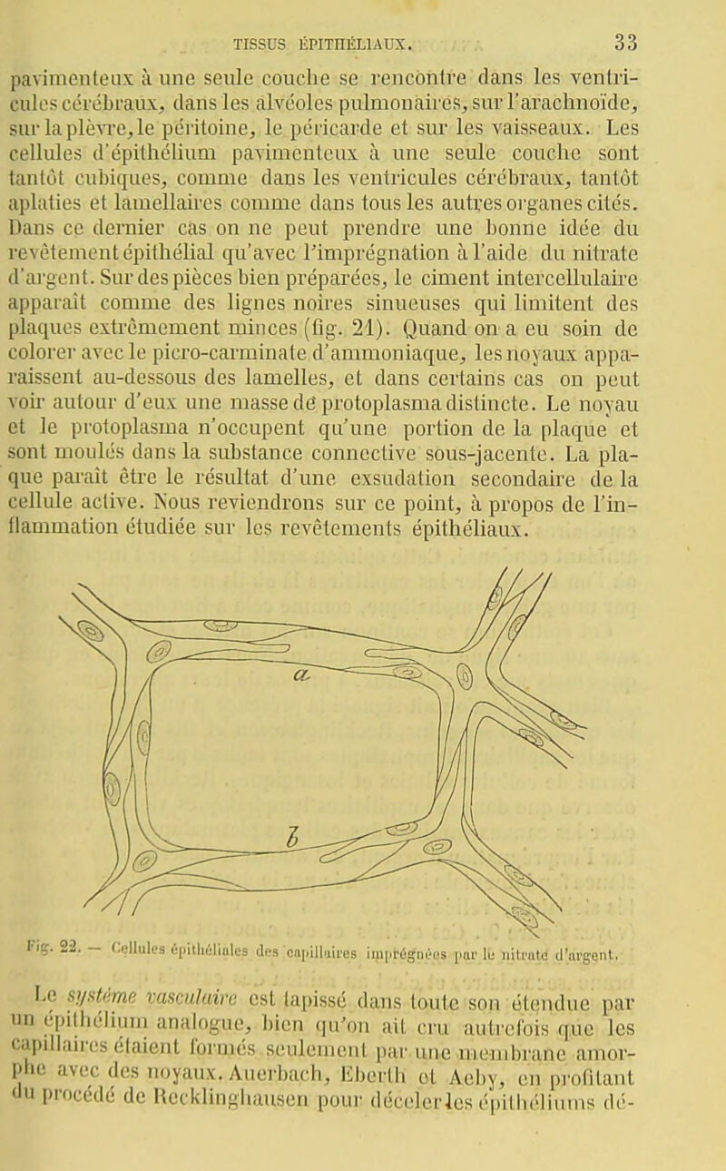 pavimexiteux à une seule couche se rencontre dans les ventri- cules cérébraux, dans les alvéoles pulmonaires, sur l'arachnoïde, sur laplè^Te,le péritoine, le péricarde et sur les vaisseaux. Les cellules d'épithélium pavimenteux à une seule couche sont tantôt cubiques, comme dans les ventricules cérébraux, tantôt aplaties et lamellaires comme dans tous les autres organes cités. Dans ce dernier cas on ne peut prendre une bonne idée du revêtement épithélial qu'avec Timprégnation à l'aide du nitrate d'ai'gent. Sur des pièces bien préparées, le ciment intercellulaire apparaît comme des lignes noires sinueuses qui limitent des plaques extrêmement minces (fîg. 21). Quand on a eu soin de colorer avec le picro-carminate d'ammoniaque, les noyaux appa- raissent au-dessous des lamelles, et dans certains cas on peut vok- autour d'eux une masse de protoplasma distincte. Le noyau et le protoplasma n'occupent qu'une portion de la plaque et sont moulés dans la substance conneclive sous-jacente. La pla- que paraît être le résultat d'une exsudation secondaire de la cellule active. Nous reviendrons sur ce point, cà propos de l'in- flammation étudiée sur les revêtements épithéliaux. F]Ç. 22. - Cellules éi.illiùliales dos cniiill.jires imprégnées par Ib iitratd d'argent. Le syatème vasculuiru est tapissé dans loutc son étendue par un epilhélium analogue, bien qu'on ail cru autrelbis que les capdlan-es étaient formés seulement par une nieiiibrane amor- phe avec des noyaux. Auerbach, Ebeilh et Aeby, en profilant tlu procédé de Rccklinghausen pour décelerles épilhéliums dé-