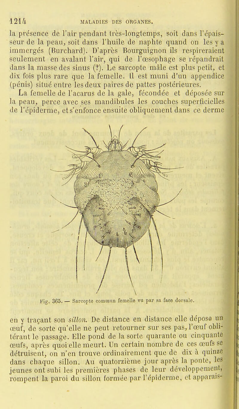 la présence de l'air pendant Irès-longtemps, soit dans l'épais- seur de la pean, soit dans l'huile de naphle quand on les y a immergés (Burchard). D'après Bourguignon ils respireraient seulement en avalant l'air, qui de l'œsophage se répandrait dans la masse des sinus (?). Le sarcopte mâle est plus petit, et dix fois plus rare que la femelle. 11 est muni d'un appendice (pénis) situé entre les deux paires de pattes postérieures. La femelle de l'acarus de la gale, fécondée et déposée sur la peau, perce avec ses mandibules les couches superficielles de l'épiderme, et s'enfonce ensuite obliquement dans ce derme Fig. 365. — Sarcopte commun femelle vu par sa face dorsale. en y traçant son sillon. De distance en distance elle dépose un œuf, de sorte qu'elle ne peut retourner sur ses pas, l'œuf obli- térant le passage. Elle pond de la sorte quarante ou cinquante œufs, après quoi elle meurt. Un certain nombre de ces œufs se détruisent, on n'en trouve ordinairement que de dix à quinze dans chaque sillon. Au quatorzième jour après la ponte, les jeunes ont subi les premières phases de leur développement, rompent la paroi du sillon formée par l'épiderme, et apparais-