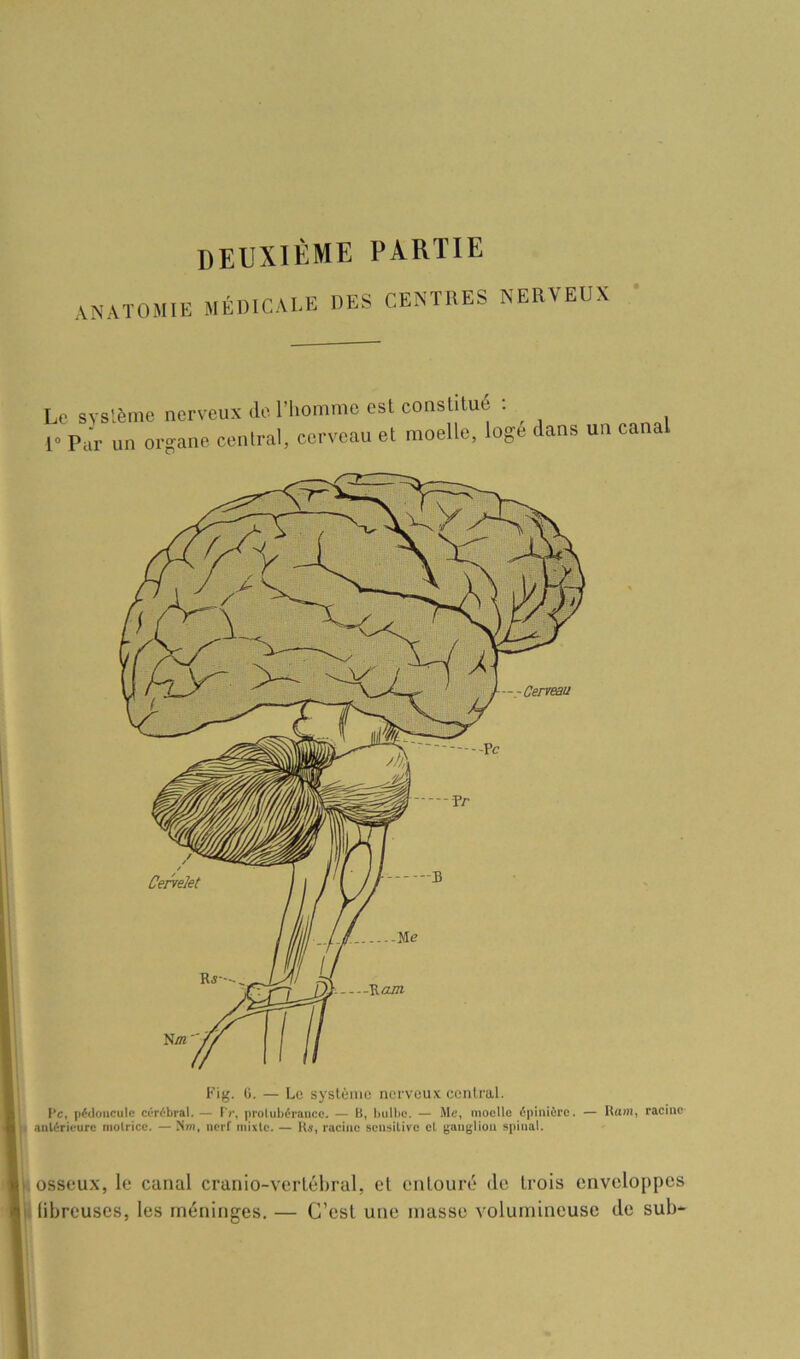 ANATOMIE médicale des centres nerveux Le système nerveux de, l’homme est constitué . ^ L Par un organe central, cerveau et moelle, loge dans un canal Fig. (i. — Le syslùnie nerveux central. Pc, pédoncule cérébral.— Pc, protubérance. — B, bulbe. — Me, moelle épinière. — Ram, racine antérieure molrice. — Km, nerf mixte. — lU, racine sensitive et ganglion spinal. osseux, le canal cranio-vertéhral, et entouré do trois enveloppes libreuses, les méninges. — C’est une masse volumineuse de sub-