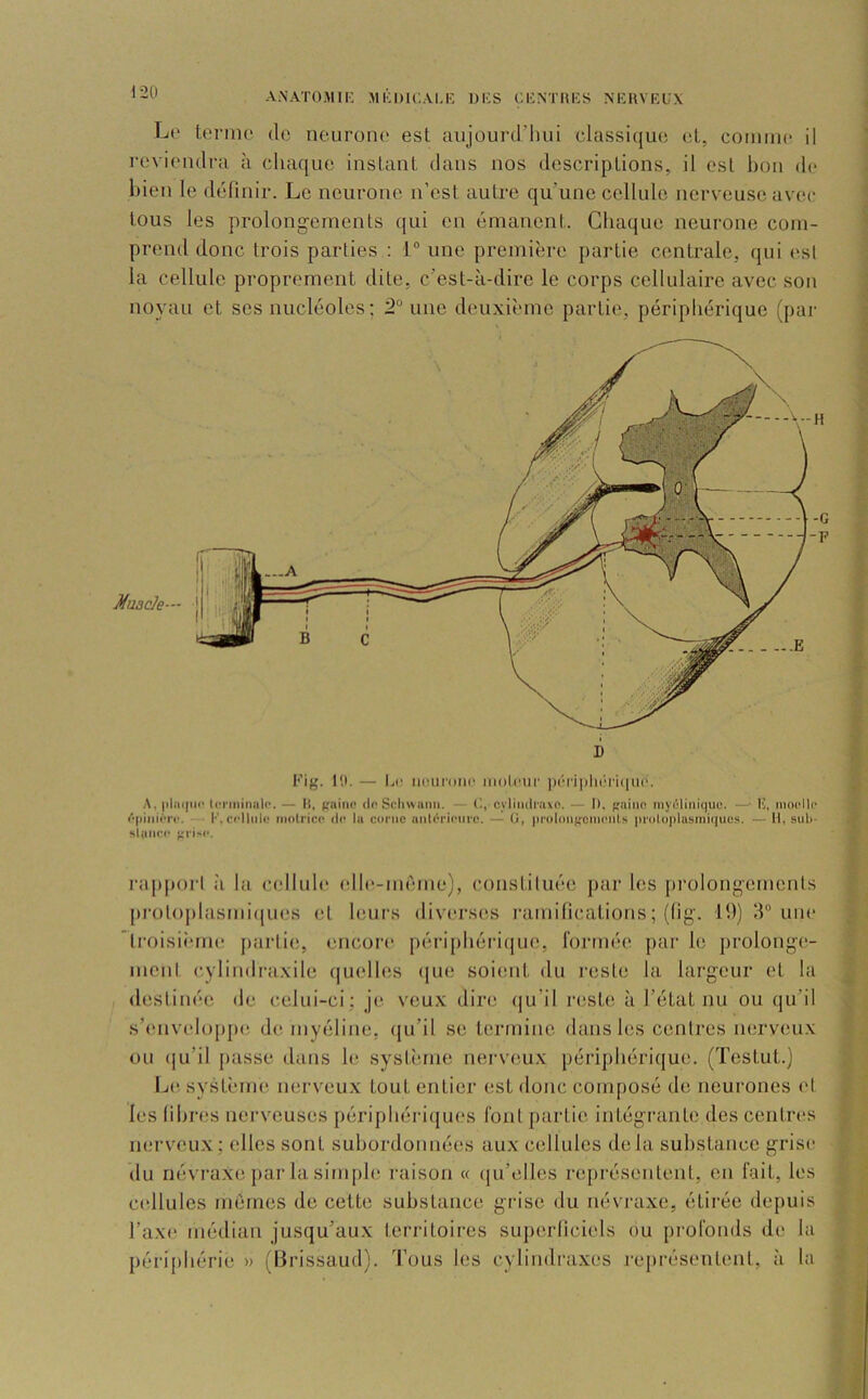 AiXATOMIl': Mlil)l('.AI,K UKS CICNTHKS A'KHVKUX Lt‘ terme de neurone est aujourd’hui classi([ue et, comme il l’eviendra à chaque instant dans nos descriptions, il est bon de bien le définir. Le neurone n’est autre qu’une cellule nerveuse avec tous les prolong-ements qui en émanent. Chaque neurone com- prend donc trois parties : 1“ une première partie centrale, qui (^st la cellule proprement dite, c’est-à-dire le corps cellulaire avec son noyau et scs nucléoles; 2 une deuxième partie, périphérique (par Muacle— II Kig. 10. — Li' iHuit'oiK' molnir J)0i’i|)lii0'i(iu(‘. |ilii(|iii' ll•l'lllinnl(■. — H, «le Scliwunii. — C, cvlimli'axo. — I), paiiin inyiOiiiique. —■ K, niorllc ^'•piiiiiTc. I'', cclliili! nioirico de la corne antérieure. — (J, jiroloiifreinenls protoplasmiques. — 11, snli- slanee |•ri^e. rappori ;i la cellule tdle-méme), constiluée par les prolongemcnis protoplasmiques et leurs diverses ramifications ; (fig. 19) 9® une ’lroisiimie partie, encore périphéri(|ue, formée par le prolonge- ment cylindriixile (|uelles t[ue soient du reste hi largeur et la destinée de celui-ci; je veux dire (|u’il reste à l’état nu ou qu’il s’enveloppt! de myéline, tju’il se termine dans les centres nerveux ou (ju’il jiasse dans le système nerveux périphérique. (Testut.) Iji* systèiiK' nerveux tout entier est donc composé de neurones t't les fibres nerveuses périphériques font partie intégrante des centres nerveu.x; elles sont subordonnées aux cellules delà substance grise du névraxe par la simple raison « (|u’elles représentent, en fait, les cidlules mômes de celte substance grise du névj’axe, étirée depuis l’ax(‘ médian jusqu’aux territoires superficiels ou profonds de la périphérie » (lirissaud). d’ous les cylindraxes rejirésentent, à la O