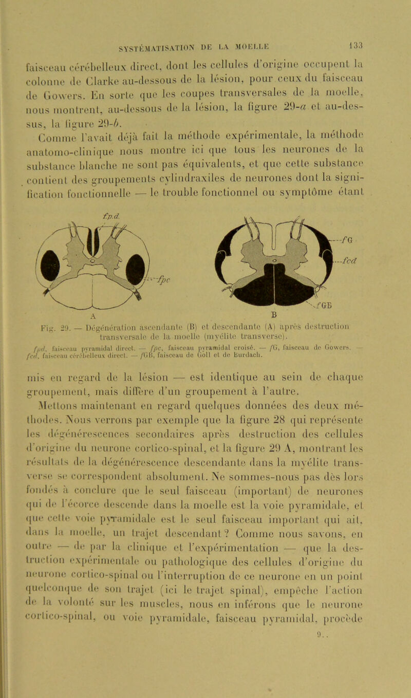 SYSTÉMATISATION DI^ l-A MOIlI.U’I faisceau ooivhelloux direct, dont les cellules d’orij-ine occupenl la colonne île Clarke au-dessous de la lésion, pour ceux du faisceau de (iowers. En sorte que les coupes transversales de la moelle, nous montrent, au-dessous de la lésion, la ligure 2\)-a et au-des- sus, la ligure Comme l’avait déjà fait la méthode expérimentale, la métliodi! anatomo-clinique nous montre ici que tous les neurones de la substance blanche ne sont pas équivalents, et que cette substance contient des groupements cylindraxiles de neurones dont la signi- lication fonctionnelle —le trouble fonctionnel ou symptôme étant Fi^r. 2'J. — Dégcnéralion ascendante (B) et descendante (A) après deslruetion transversale de la moelle (myélite transverse). /■/>(/. faisceau |ivi-anii(lal direct. — fpc, faisceau pyramidal croisé. — /G, faisceau de Gowers. — fed, faisceau cérél/elleux direct. — /GB, faisceau de Goll et do burdacli. mis en regard de la lésion ■—■ est identi(|ue au sein de chaque groupement, mais didere d’un groupement à l’autre. Mettons maintenant en regard queb{ues données des deux mé- thodes. >ious verrons par exemple que la figure 28 qui représente les dégénérescences secondaires apres destruction des cellules d’origine du neurone corlico-spinal, et la figure 21) A, montrant les résultats de la dégénérescence descendante dans la myélite Irans- verse se correspondent absolument. Ne sommes-nous pas dès lors iondés à conclure que le seul faisceau (important) de neurones qui de l’écorce descende dans la moelle est la voie pyramidale, et (|ue celle voit! pNTamidale est le seul faisceau important ([ui ail, dans la motdle, un trajet descendant? Comme nous savons, en outre — de par la clini(|ue et l’expérimentation — t|ue la des- truction ex[)érimentale ou pathologiijui! des cellules d’origine du neurone corlitro-spinal ou rinterruption de ce neurone tm un poini (|U(dcom|ue de son trajet (ici le trajet spinal), enqiècbe l’action de la volonté sur les muscles, nous en inférons tjue le ntmrone corlico-spinal, ou voie iiyramidale, faisceau pyramidal, proctale 9..