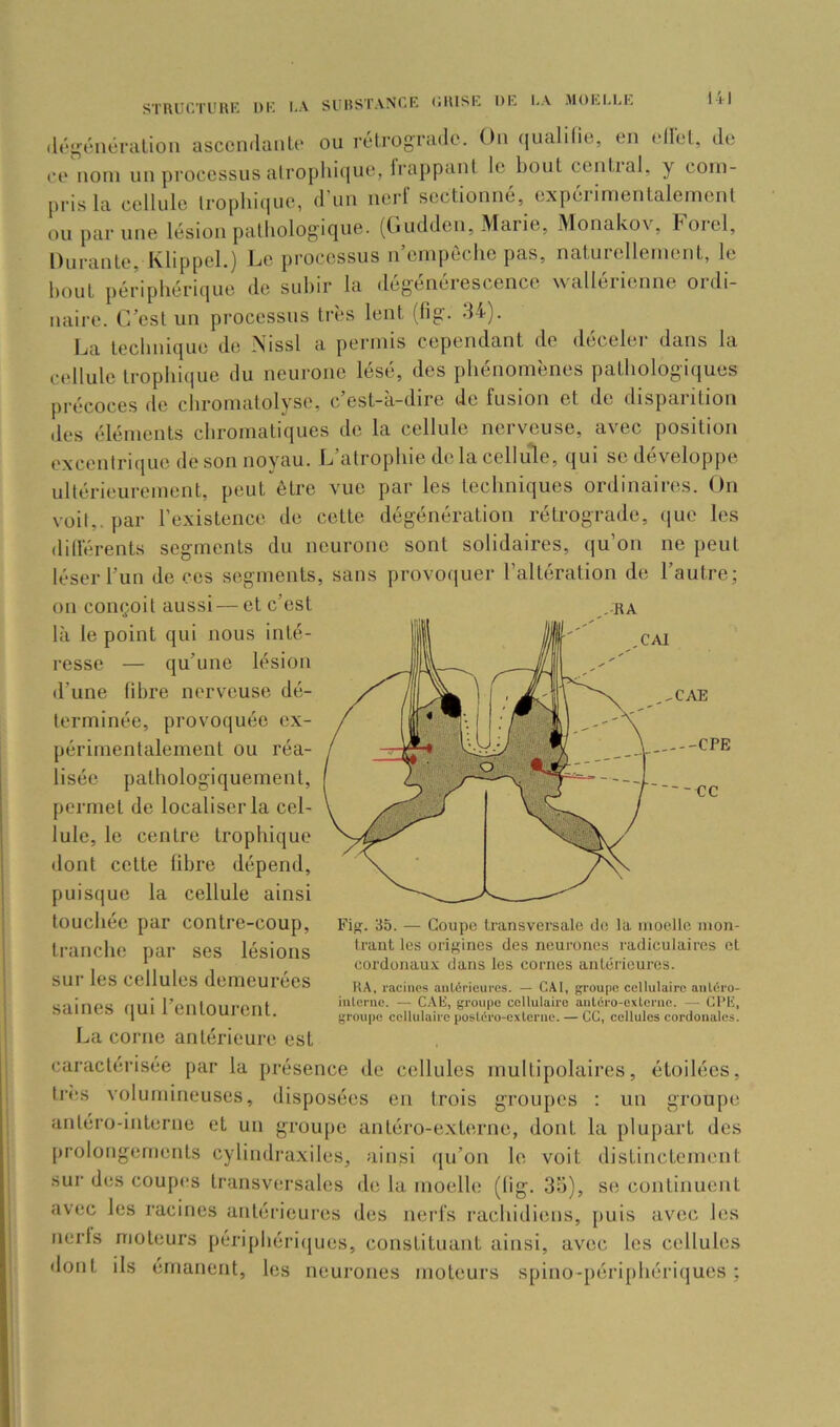 CAI STHUCTUHK 1>I'’ 1-A SCHSTANCK (ilUSL DK KA MOKMiK (logontTalion asccmlanlc ou rctrogiaule. Ou (jualilic, en ellol, Je (‘e nom un processus alroplüiiue, Irappant le bout cenlial. y com- pris la cellule lrophi<iue, d'un nerf sectionné, cxpérirnenlalemenl ou par une lésion palliologique. (Gudden, Marie, Monakov, Ford, Duraule, Klippcl.) Fc processus n enijieclie pas, natuicllenient, le bout périphérique de subir la dégénérescence wallérienne ordi- naire. r/esl un processus très lent (lig. 34). Ija tecbnique de Mssl a permis cependant de déceler dans la cellule tropliique du neurone lésé, des phénomènes pathologiques pi'écoces de cliromatolyse, c est-a-dire de fusion et de dispaiitioii des éléments chromatiques de la cellule nerveuse, avec position excentrique do son noyau. L’atrophie de la cellu'le, qui se développe ultérieurement, peut être vue par les techniques ordinaires. On voit,, par rexistence de cette dégénération rétrograde, ([ue les dillérents segments du neurone sont solidaires, (ju’on ne peut léser l’un de ces segments, sans provoquer l’altération de l’autre; on conçoit aussi — et c’est là le point qui nous inté- resse — qu’une lésion d’une libre nerveuse dé- terminée, provoquée ex- périmentalement ou réa- lisée pathologiquement, permet de localiser la cel- lule, le centre trophique dont cette libre dépend, puisque la cellule ainsi touchée par contre-coup, tranche par ses lésions sur les cellules demeurées saines qui rentourent. La corne antérieure est caractérisée par la présence de cellules multipolaires, étoilées, ti'(!S volumineuses, disposées en trois groupes : un groupe antéro-interne et un groupe antéro-exUirne, dont la plupart des prolongements cylindraxiles, ainsi qu’on le voit distinctement sur des coupes transversales de la moelle (lig. 35), se continuent avec les racines antérieures des nerfs rachidiens, [)uis avec les nerls moteurs périphéri(jues, constituant ainsi, avec les cellules dont ils émanent, les neurones moteurs spino-périphériques ; -CAE -CPE - cc FifT. 35. — Coupe transversale de la moelle mon- trant les orif^ines des neurones radiculaires et cordonaux dans les cornes antérieures. UA, racines aulérieurcs. — CAI, groupe cellulaire aiitéro- iulernc. — CAS, groupe cellulaire aiiléro-exLcrne. — CI‘K, groupe cellulaire posU'ro-exlerne. — CC, cellules cordonales.