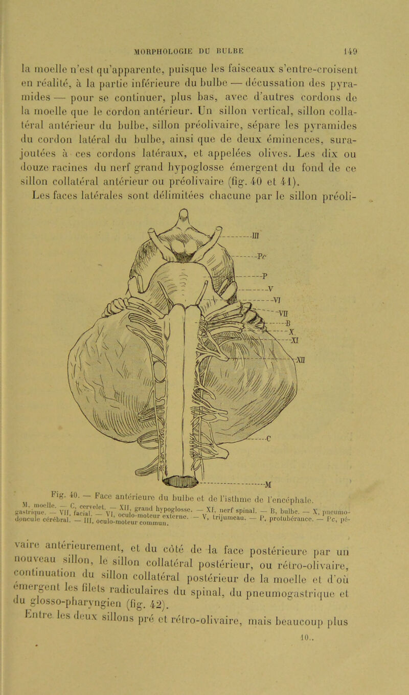 la moelle n’est qu’apparente, puisque les faisceaux s’entre-croisent en réalité, à la partie inférieure du bulbe — décussation des pyra- mides — pour se continuer, plus bas, avec d’autres cordons de la moelle que le cordon antérieur. Un sillon vertical, sillon colla- téral antérieur du bulbe, sillon préolivaire, sépare les pyramides du cordon latéral du bulbe, ainsi que de deux éminences, sura- joutées à ces cordons latéraux, et appelées olives. Les dix ou ilouze racines du nerf grand hypoglosse émergent du fond do ce sillon collatéral antérieur ou préolivaire (fig. 40 et 41). Les faces latérales sont délimitées cbacune par le sillon préoli- vaire antérieurement, et du côté de la face postérieure par un nou\eau si on, le sillon collatéral postérieur, ou rétro-olivaire, cou muation du sillon collatéral postérieur de la moelle et d’où niellent es blets radiculaires du spinal, du pneumogastriiiue et du glosso-pbaryngien (fig. 42). Untio les deux sillons pre et retro-olivaire, mais beaucoup jilus 10..
