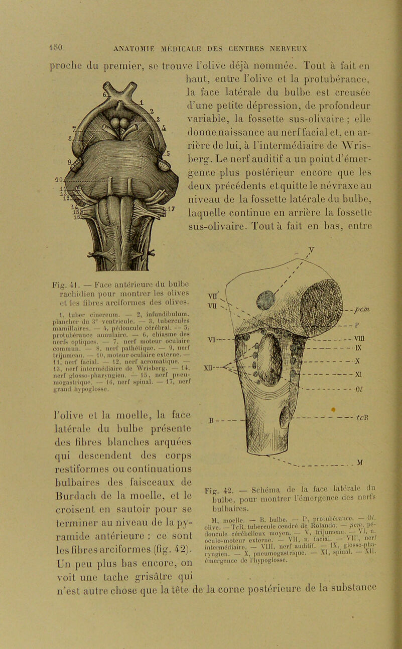 proche du premier, se trouve l’olive déjà nommée. Tout à fuit en haut, entre l’olive et la protuhérance, la face latérale du bulhe est creusée d’une petite dépression, de profondeur variable, la fossette sus-olivaire ; elle donne naissance au nerf facial et, en ar- rière de lui, à l'intermédiaire de Wris- berg. Le nerf auditif a un point d’émer- gence plus postérieur encore que les deux précédents et quitte le névraxe au niveau de la fossette latérale du bulbe, laquelle continue en arrière la fossette sus-olivaire. Tout à fait on bas, entre Fig. 11. — Face aiilcrioun' ilu bulhe 1-ai‘liblicn pour montrer les olives cl li'.s lihi'es arcilormes des olives. I, liilipr rinercMiin. — 2, inrmiiiilmluiii. |ilnii('li('i' ilii le vciilriciilo. — It. tiilierciilrs iniuiiillaircs. — V, néiloiiciilo cfréhral. — ti, proliil)éraiiri> amiiilairr. — (i, cliiasmc des iKM’fs optii|Ues, — 7, nerf motcMir oeiilaire eoriiinmi. — S. nerf palliéliipic. — ü. iioif li'ljiinii'aii. — le, nioleio-oeidairc cximie. — 11, nerf facial. — 12, nerf aeronialiipie. — Cl, nerf inlermédiaire de \Vrir«l)er(i. — II, nerf );l()ssi)-pliar)njticn. — Ci, nerf pnen- iii()(:nslriipie. — l(i, nerf spinal. — 17, nerf grand lijpoglosse. l’olive et la moelle, la face latéi’îde du bulbe présente di'S libres blanches arquéiîs ([ui descendent des corps restiformes ou continuations bulbaires des faisceaux de lUirdacb de la moelle, et le croisent en sautoir pour se terminer au niveau de la py- ramide antérieure : ce sont les libres arciformes (üg. 42). Un peu plus bas encore, on voit une tache grisâtre qui . . n’est autre chose que la tôle de la corne postérieure do la substance Fig. 42. — Schéma do la l'aco latérale iln hulho, pour montrer rémergeiieo des nerfs hulhaires. M, inoollc. — R. bulbe. — 1', pi'olubérance. — 01. olive. — TcR. tid)Pi’cule cendré de Robindo. — pcm, pé- doncule cérébelleux moyen. — V. lri,jumcau. — \ 1, u. oculo-inoLeur externe. — VII, ii. facial. \ll, uei intermédiaire. - Vlll, nerf auditif. - IX, glosso-pba- i-Migicn. — X, pneumogastri(piu. — XI, si>mal. — Xll. émergence do l'hypoglosse.