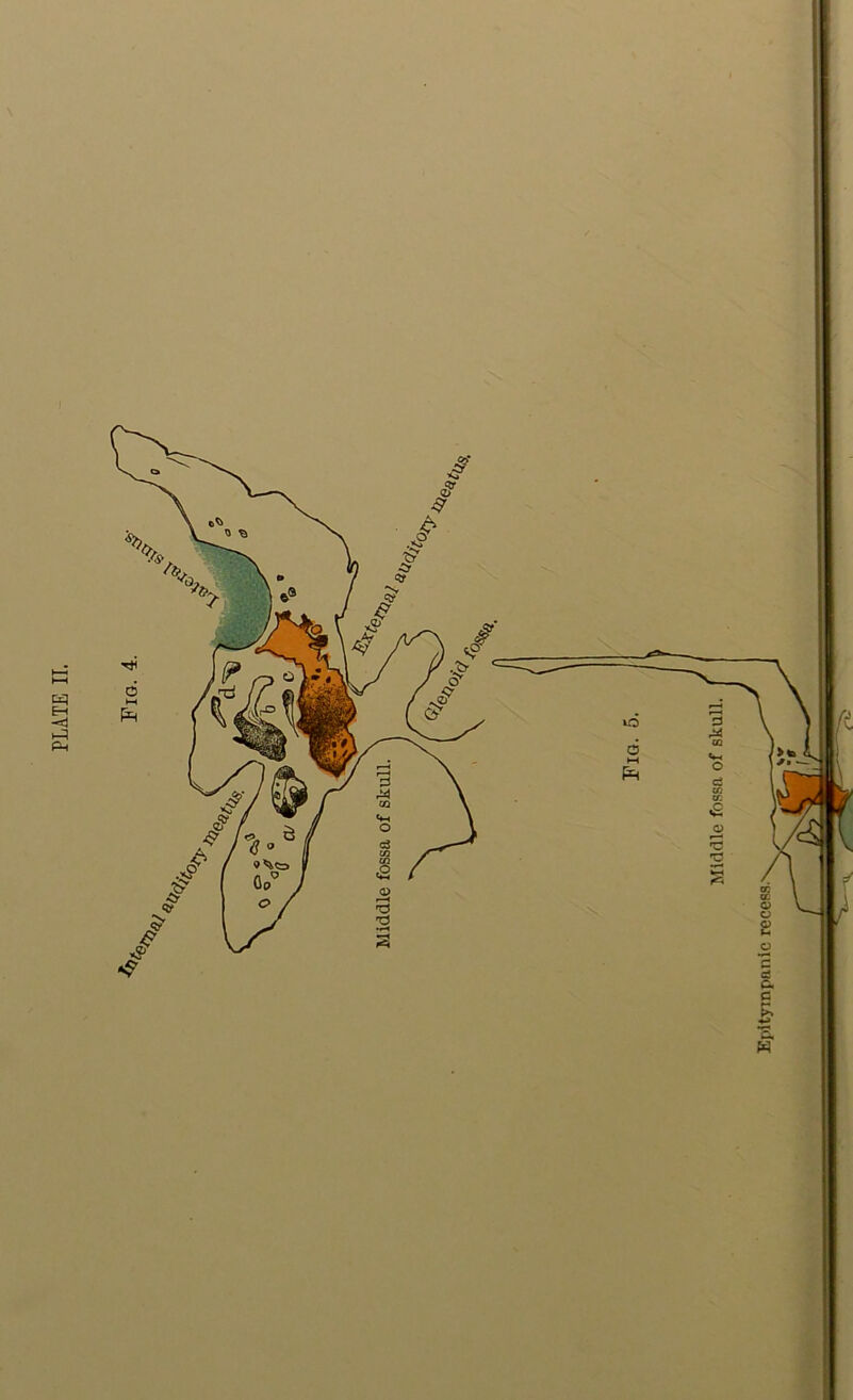 Middle fossa of skull.