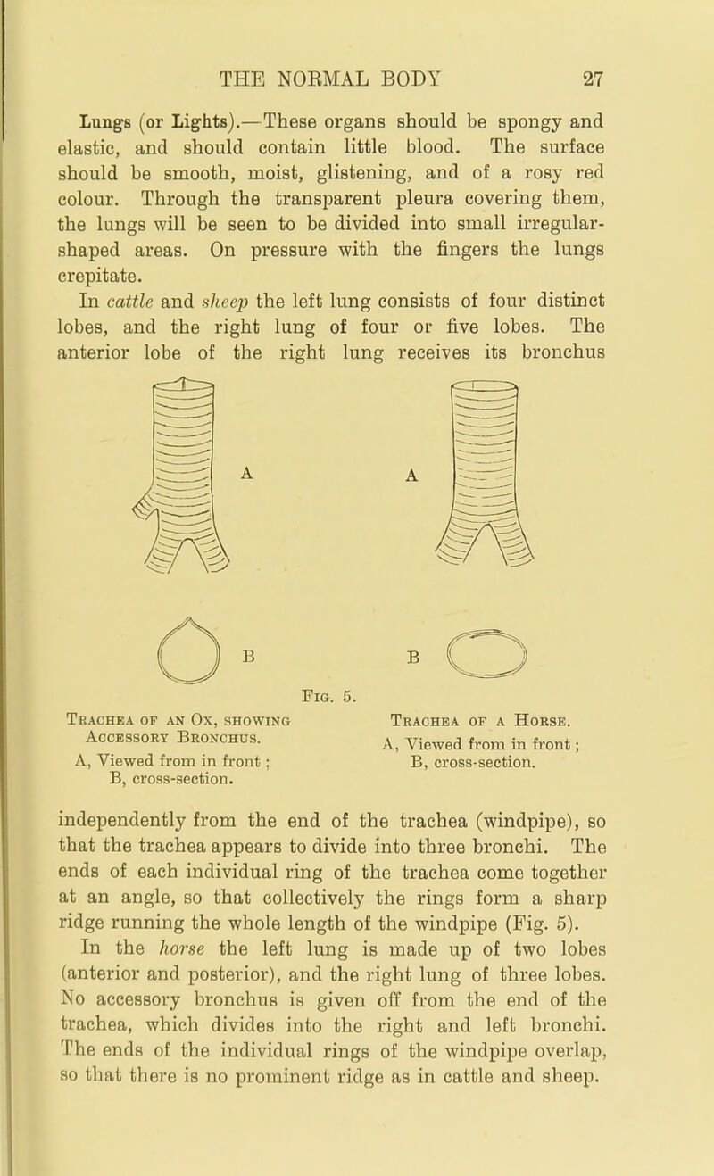 Lungs (or Lights).—These organs should be spongy and elastic, and should contain little blood. The surface should be smooth, moist, glistening, and of a rosy red colour. Through the transparent pleura covering them, the lungs will be seen to be divided into small irregular- shaped areas. On pressure with the fingers the lungs crepitate. In cattle and slieep the left lung consists of four distinct lobes, and the right lung of four or five lobes. The anterior lobe of the right lung receives its bronchus B Fig. Trachea of an Ox, showing Accessory Bronchus. A, Viewed from in front; B, cross-section. B Trachea of a Horse. A, Viewed from in front; B, cross-section. independently from the end of the trachea (windpipe), so that the trachea appears to divide into three bronchi. The ends of each individual ring of the trachea come together at an angle, so that collectively the rings form a sharp ridge running the whole length of the windpipe (Fig. 5). In the horse the left lung is made up of two lobes (anterior and posterior), and the right lung of three lobes. No accessory bronchus is given off from the end of the trachea, which divides into the right and left bronchi. The ends of the individual rings of the windpipe overlap, so that there is no prominent ridge as in cattle and sheep.