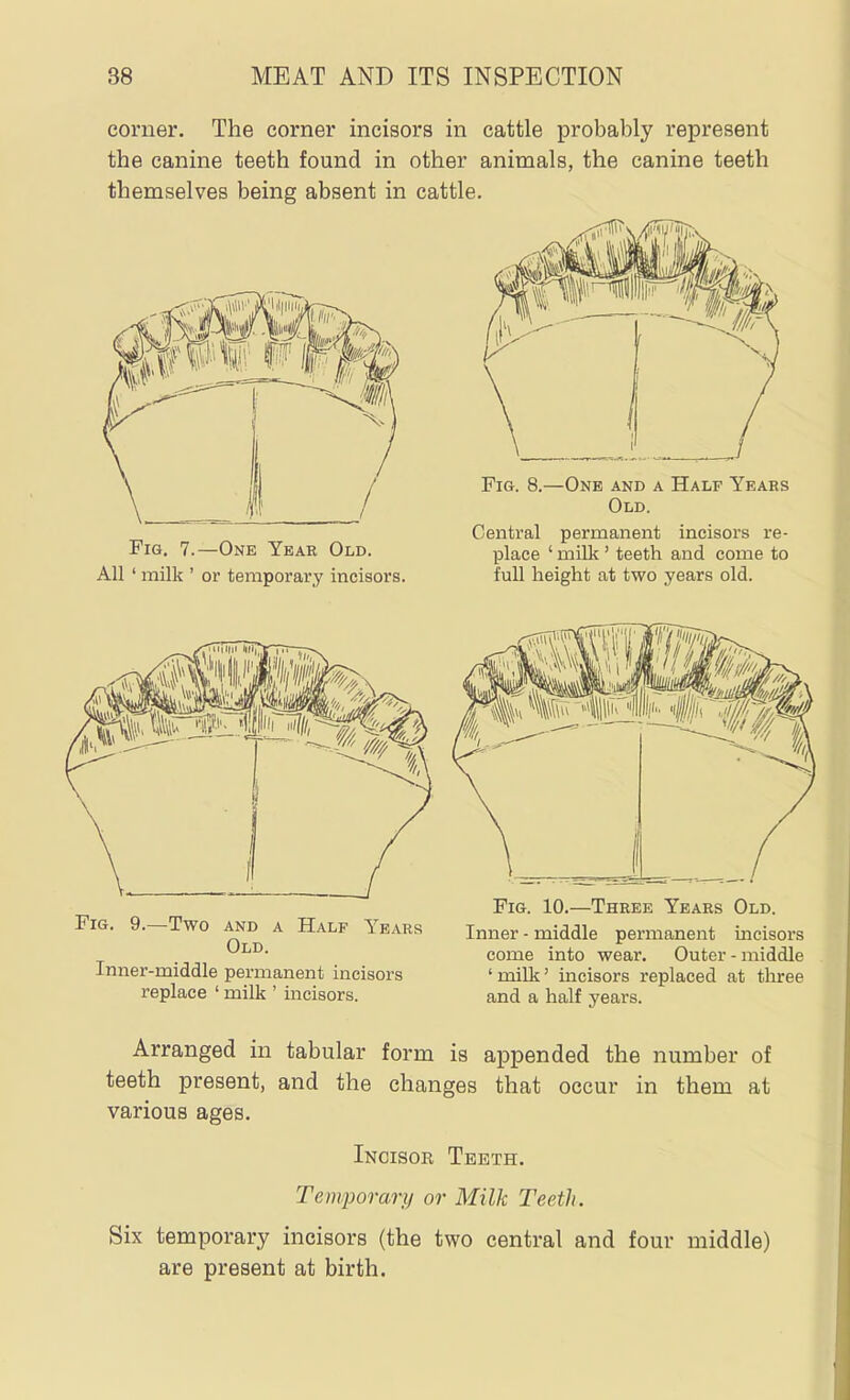 corner. The corner incisors in cattle probably represent the canine teeth found in other animals, the canine teeth themselves being absent in cattle. Fig, 7.—One Year Old. All ' milk ' or temporary incisors. Fig. 8.—One and a Half Years Old. Central permanent incisors re- place ' milk ' teeth and come to full height at two years old. Fig, 9.—Two and a Half Years Old. Inner-middle permanent incisors replace ' milk ' incisors. Fig. 10.—Three Years Old. Inner - middle permanent mcisors come into wear. Outer - middle ' milk' incisors replaced at three and a half years. Arranged in tabular form is appended the number of teeth present, and the changes that occur in them at various ages. Incisor Teeth, Temporary or Milk Teeth. Six temporary incisors (the two central and four middle) are present at birth.