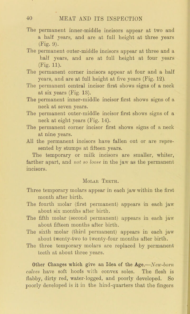 The permanent inner-middle incisors apjjear at two and a half years, and are at full height at three years (Fig. 9). The permanent outer-middle incisors appear at three and a half years, and are at full height at four years (Fig. 11). The permanent corner incisors appear at four and a half years, and are at full height at five years (Fig. 12). The permanent central incisor first shows signs of a neck at six years (Fig. 13). The permanent inner-middle incisor first shows signs of a neck at seven years. The permanent outer-middle incisor first shows signs of a neck at eight years (Fig. 14). The permanent corner incisor first shows signs of a neck at nine years. All the permanent incisors have fallen out or are repre- sented by stumps at fifteen years. The temporary or milk incisors are smaller, whiter, farther apart, and not so loose in the jaw as the permanent incisors. Molar Teeth. Three temporary molars appear in each jaw within the first month after birth. The fourth molar (first permanent) appears in each jaw about six months after birth. The fifth molar (second permanent) appears in each jaw about fifteen months after birth. The sixth molar (third permanent) appears in each jaw about twenty-two to twenty-four months after birth. The three temporary molars are replaced by permanent teeth at about three years. Other Changes which give an Idea of the Age.—New-born calves have soft hoofs with convex soles. The flesh is flabby, dirty red, water-logged, and poorly developed. So poorly developed is it in the hind-quarters that the fingers