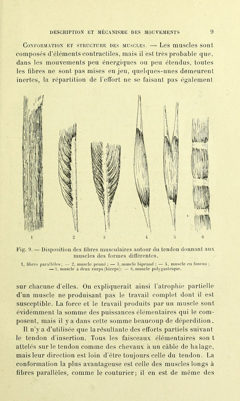 Conformation et structure des muscles. — Les muscles sont composés d’éléments contractiles, mais il est très probable que, dans les mouvements peu énergiques ou peu étendus, toutes les fibres ne sont pas mises en jeu, quelques-unes demeurent inertes, la répartition de l'effort ne se faisant pas également Fig. 9. — Disposition, des libres musculaires autour du tendon donnant aux muscles des formes différentes. 1, fibres parallèles; — 2, muscle penné ; — 3, muscle bipenné ; — 4, muscle en fuseau ; — 5, muscle à deux corps (biceps); — 6, muscle polvgastrique. sur chacune d'elles. On expliquerait ainsi l’atrophie partielle d’un muscle ne produisant pas le travail complet dont il est susceptible. La force et le travail produits par un muscle sont évidemment la somme des puissances élémentaires qui le com- posent, mais il y a dans cette somme beaucoup de déperdition. Il n’y a d’utilisée que la résultante des efforts partiels suivant le tendon d’insertion. Tous les faisceaux élémentaires son t attelés sur le tendon comme des chevaux à un câble de halage, mais leur direction est loin d'être toujours celle du tendon. La conformation la plus avantageuse est celle des muscles longs à fibres parallèles, comme le couturier; il en est de même des