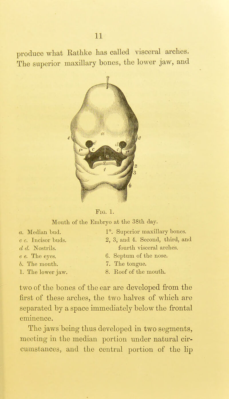 produce wHat Rathke has called visceral arches. The superior maxillary bones, the lower jaw, and Fig. 1. Moutli of tlie Embryo at the SSfch day. a. Median bud. 1*. Superior maxillary bones. c c. Incisor buds. 2, 3, and 4. Second, third, and d d. Nostrils. fourth visceral arches, e e. The eyes. 6. Septum of the nose. b. The mouth. 7. The tongue. 1. The lower jaw. 8, Roof of the mouth. two of the bones of the ear are developed from the first of these arches, the two halves of which are separated by a space immediately below the frontal eminence. The jaws'being thus developed in two segments, meeting in the median portion under natural cir- cumstances, and the central portion of the lip