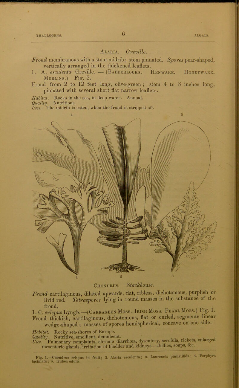 0 Fig. 1.—Chondrus crispus in fruit; 2. Alnria eaculenta; 3. Laurencin pinnatifida; 4. Porphyra laciniata : 5. Iridiea edulia. Chon Bit us. Stackhouse. Frond cartilaginous, dilated upwards, flat, ribless, dichotomous, purplish or livid red. Tetraspores lying in round masses in the substance of the frond. 1. C. crispus Lyngb.—(Carrageen Moss. Irish Moss. 1 earl Mo^>s.) 1 ig. 1. Frond thickish, cartilaginous, dichotomous, flat or curled, segments lineni wedge-shaped ; masses of spores hemispherical, concave on one side. Habitat. Rocky sea-shores of Europe. Quality. Nutritive, emollient, demulcent. . ... , Uses. Pulmonary complaints, chronic diarrhoea, dysentery, scrofula, rickets, enlarged mesenteric glands, irritation of bladder and kidneys.—Jellies, soups, &c. Alaria. Greville. Frond membranous with a stout midrib ; stem pinnated. Spores pear-shaped, vertically arranged in the thickened leaflets. 1. A. esculenta Greville. — (Badderlocks. IIenware. Honeyware. Murlins.) Fig. 2. Frond from 2 to 12 feet long, olive-green ; stem 4 to 8 inches long, pinnated with several short flat narrow leaflets. Habitat. Rocks in the sea, in deep water. Annual. Quality. Nutritious. Uses. The midrib is eaten, when the frond is stripped off.