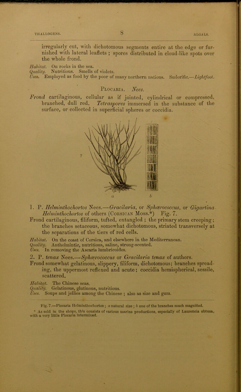 irregularly cut, with dichotomous segments entire at the edge or fur- nished with lateral leaflets ; spores distributed in cloud-like spots over the whole frond. Habitat. On rocks in the sea. Quality. Nutritious. Smells of violets. Uses. Employed as food by the poor of many northern na tions. Sudorific.—Lightfoot. Plocaria. Nees. Frond cartilaginous, cellular as if jointed, cylindrical or compressed, branched, dull red. Tetraspores immersed in the substance of the surface, or collected in superficial spheres or coccidia. 1. P. Helminthocliortos Nees.—Gracilarict, or Splicerococcus, or Gigartina Helminihochortos of others (Corsican Moss.*) Fig. 7. Frond cartilaginous, filiform, tufted, entangled ; the primary stem creeping; the branches setaceous, somewhat dichotomous, striated transversely at the separations of the tiers of red cells. Habitat. On the coast of Corsica, and elsewhere in the Mediterranean. Quality. Anthelmintic, nutritious, saline, strong-scented. Uses. In removing the Ascaris lumbricoides. 2. P. tenax Nees.— Sphcerococcus or Gracilaria tenax of authors. Frond somewhat gelatinous, slippery, filiform, dichotomous; branches spread- ing, the uppermost reflexed and acute; coccidia hemispherical, sessile, scattered. Habitat. The Chinese seas. Quality. Gelatinous, glutinous, nutritious. Uses. Soups and jellies among the Chinese ; also as size and gum. Pig. 7.—Plocaria Helminthocliortos ; a natural size ; b one of the branches much magnified. “ As sold in the shops, this consists of various marine productions, especially of Laurencin obtusa, with a very little Plocaria intermixed.