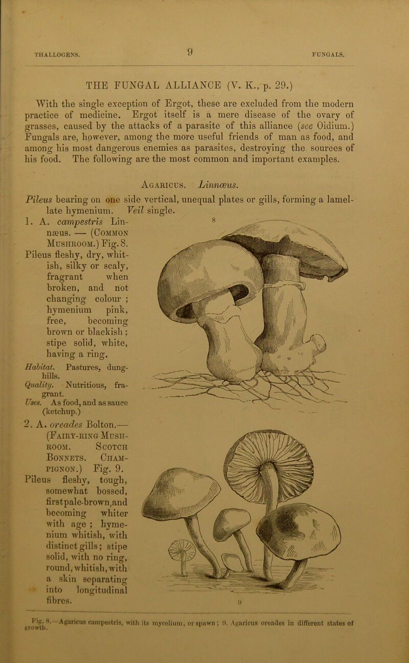 THE FUNGAL ALLIANCE (V. K„ p. 29.) With the single exception of Ergot, these are excluded from the modern practice of medicine. Ergot itself is a mere disease of the ovary of grasses, caused by the attacks of a parasite of this alliance (see Oidium.) Fungals are, hpwever, among the more useful friends of man as food, and among his most dangerous enemies as parasites, destroying the sources of his food. The following are the most common and important examples. Agaricus. Linnaeus. Pileus bearing on one side vertical, unequal plates or gills, forming a lamel- late hymenium. Veil single. 1. A. campestris Lin- naeus. — (Common Mushroom.) Fig. 8. Pileus fleshy, dry, whit- ish, silky or scaly, fragrant when broken, and not changing colour ; hymenium pink, free, becoming brown or blackish; stipe solid, white, having a ring. Habitat. Pastures, dung- hills. Quality. Nutritious, fra- grant. Uses. As food, and as sauce (ketchup.) 2. A. orecicles Bolton.— (Fairy-ring Mush- room. Scotch Bonnets. Cham- pignon.) Fig. 9. Pileus fleshy, tough, somewhat bossed, firstpale-brown,and becoming whiter with age ; hvme- nium whitish, with distinct gills; stipe solid, with no ring, round, whitish, with a skin separating into longitudinal fibres. Agaricus campestris, with its mycelium, or spawn; !). Agaricus orendes in different states of growth. *