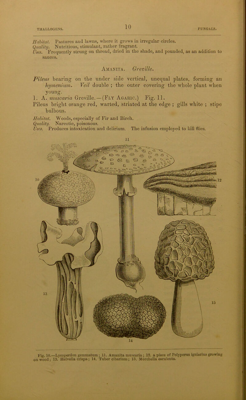 Habitat. Pastures and lawns, where it grows in irregular circles. Quality. Nutritious, stimulant, rather fragrant. Uses. Frequently strung on thread, dried in the shade, and pounded, as an addition to sauces. Amanita. Greville. Pileus bearing on tbe under side vertical, unequal plates, forming an hymenium. Veil double ; the outer covering tbe whole plant when young. 1. A. muscaria Greville. — (Fly Agaric.) Fig. 11. Pileus bright orange red, warted, striated at the edge ; gills white ; stipe bulbous. Habitat. Woods, especially of Fir and Birch. Quality. Narcotic, poisonous. Uses. Produces intoxication and delirium. The infusion employed to ldll flies. 11 Rig. 10.—Lycoperdon gemmatum ; 11. Amanita muscaria ; 12. a piece of Polypoms igniarius growing on wood ; 13. llelvella crispa; 14. Tuber cibarium; 15. Morchella esculenta.