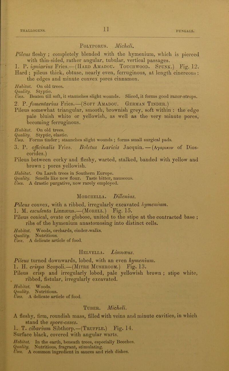 1J Polyporus. Micheli. Pileus fleshy ; completely blended with the hymenium, which is pierced with thin-sided, rather angular, tubular, vertical passages. 1. P. igniarius Fries.—(Hard Amadou. Touchwood. Spunk.) Fig. 12. Hard ; pileus thick, obtuse, nearly even, ferruginous, at length cinereous: the edges and minute convex pores cinnamon. Habitat. On old trees. Quality. Styptic. Uses. Beaten till soft, it staunches slight wounds. Sliced, it forms good razor-strops. 2. P. fomentarius Fries.—(Soft Amadou. German Tinder.) Pileus somewhat triangular, smooth, brownish grey, soft within : the edge pale bluish white or yellowish, as well as the very minute pores, becoming ferruginous. O O Habitat. On old trees. Quality. Styptic, elastic. Uses. Forms tinder; staunches slight wounds ; forms small surgical pads. 3. P. officinalis Fries. Boletus Laricis Jacquin.—(AyapiKov of Dios- corides.) Pileus between corky and fleshy, warted, stalked, handed with yellow and brown ; pores yellowish. Habitat. On Larch trees in Southern Europe. Quality. Smells like new flour. Taste bitter, nauseous. Uses. A drastic purgative, now rarely employed. Morciiella. Dillenius. Pileus convex, with a ribbed, irregularly excavated hymenium. 1. M. esculenta Linnteus.—(Morell.) Fig. 15. Pileus conical, ovate or globose, united to the stipe at the contracted base ; ribs of the hymenium anastomosing into distinct cells. Habitat. Woods, orchards, cinder-walks. Quality. Nutritious. Uses. A delicate article of food. Helvella. Linncous. Pileus turned downwards, lobed, with an even hymenium. 1. H. crispa Scopoli.—(Mitre Mushroom.) Fig. 13. Pileus crisp and irregularly lobed, pale yellowish brown ; stipe white, ribbed, fistular, irregularly excavated. Habitat. Woods. Quality. Nutritious. Uses. A delicate article of food. Tuder. Micheli. A fleshy, firm, roundish mass, filled with veins and minute cavities, in which stand the spore-cases. 1. T. cibarium Sibthorp.—(Truffle.) Fig. 14. Surface black, covered with angular warts. Habitat. In the earth, beneath ti’ees, especially Beeches. Quality. Nutritious, fragrant, stimulating. Uses. A common ingredient in sauces and rich dishes.