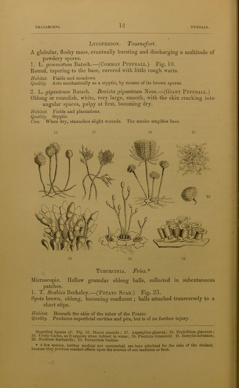 Lycoperdon. Tournefort. A globular, fleshy mass, eventually bursting and discharging a multitude of powdery spores. 1. L. gemmatum Batsch.—(Common Puffball.) Fig. 10. Round, tapering to the base, covered with little rough warts. Habitat. Fields and meadows. Quality. Acts mechanically as a styptic, by means of its brown spores. 2. L. giganteum Batsch. Bovista giganteum Nees.—(Giant Puffball.) Oblong or roundish, white, very large, smooth, with the skin cracking into angular spaces, pulpy at first, becoming dry. Habitat. Fields and plantations. Quality. Styptic. Uses. When dry, staunches slight wounds. The smoke stupifies bees. 16 17 18 it) 20 21 22 Tuburcinia. Fries.* Microscopic. Hollow granular oblong balls, collected in subcutaneous patches. 1. T. Scabies Berkeley.—(Potato Scab.) Fig. 23. Spots brown, oblong, becoming confluent; balls attached transversely to a short stipe. Habitat. Beneath the skin of the tuber of the Potato. Quality. Produces superficial cavities and pits, but is of no further injury. Magnified figures of: Fig. 16. Mucor inucedo ; 17. Aspergillus glaucus; 18. Penicillium glaucutn; 19. Uredo Caries, as it appears when rubbed in water; 20. Puccinia Graminis; 21. Botrytis infcstans; 22. vEcidium Berberidis; 23. Tuburcinia Scabies. * A few species, neither medical nor economical, are here admitted for the sake of the student, because they produce marked effects upon the sources of our medicine or food.