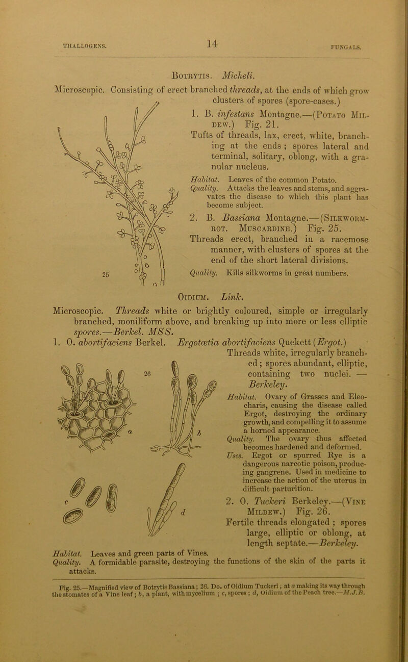 Botryxis. Miclieli. Microscopic. Consisting of erect branched threads, at the ends of which grow clusters of spores (spore-cases.) 1. B. infestans Montagne.—(Potato Mil- dew.) Fig. 21. Tufts of threads, lax, erect, white, branch- ing at the ends ; spores lateral and terminal, solitary, oblong, with a gra- nular nucleus. Habitat. Leaves of the common Potato. Quality. Attacks the leaves and stems, and aggra- vates the disease to which this plant has become subject. 2. B. Bassiana Montagne.—(Silkworm- rot. Muscardine.) Fig. 25. Threads erect, branched in a racemose manner, with clusters of spores at the end of the short lateral divisions. Quality. Kills silkworms in great numbers. Oidium. Link. Microscopic. Threads white or brightly coloured, simple or irregularly branched, moniliform above, and breaking up into more or less elliptic spores.—Berlcel. MSS. 1. 0. abortifaciens Berkel. Eraotcetia abortifaciens Quekett [Ergot.) Threads white, irregularly branch- ed ; spores abundant, elliptic, containing two nuclei. — Berkeley. Habitat. Ovary of Grasses and Eleo- charis, causing the disease called Ergot, destroying the ordinary growth, and compelling it to assume a homed appearance. Quality. The ovary thus affected becomes hardened and deformed. Uses. Ergot or spumed Rye is a dangerous narcotic poison, produc- ing gangrene. Used in medicine to increase the action of the uterus in difficult parturition. 2. 0. Tuckeri Berkeley.—(Vine Mildew.) Fig. 26. Fertile threads elongated ; spores large, elliptic or oblong, at length septate.—Berkeley. Habitat. Leaves and green parts of Vines. Quality. A formidable parasite, destroying the functions of the skin of the parts it attacks. Fig. 25.—Magnified view of Botrytis Bassiana; 26. Do. of Oidium Tuckeri, at a making its way through the stomates of a Vine leaf; 6, a plant, with mycelium ; c, spores ; d, Oidium of the Peach tree.—M.J.B.