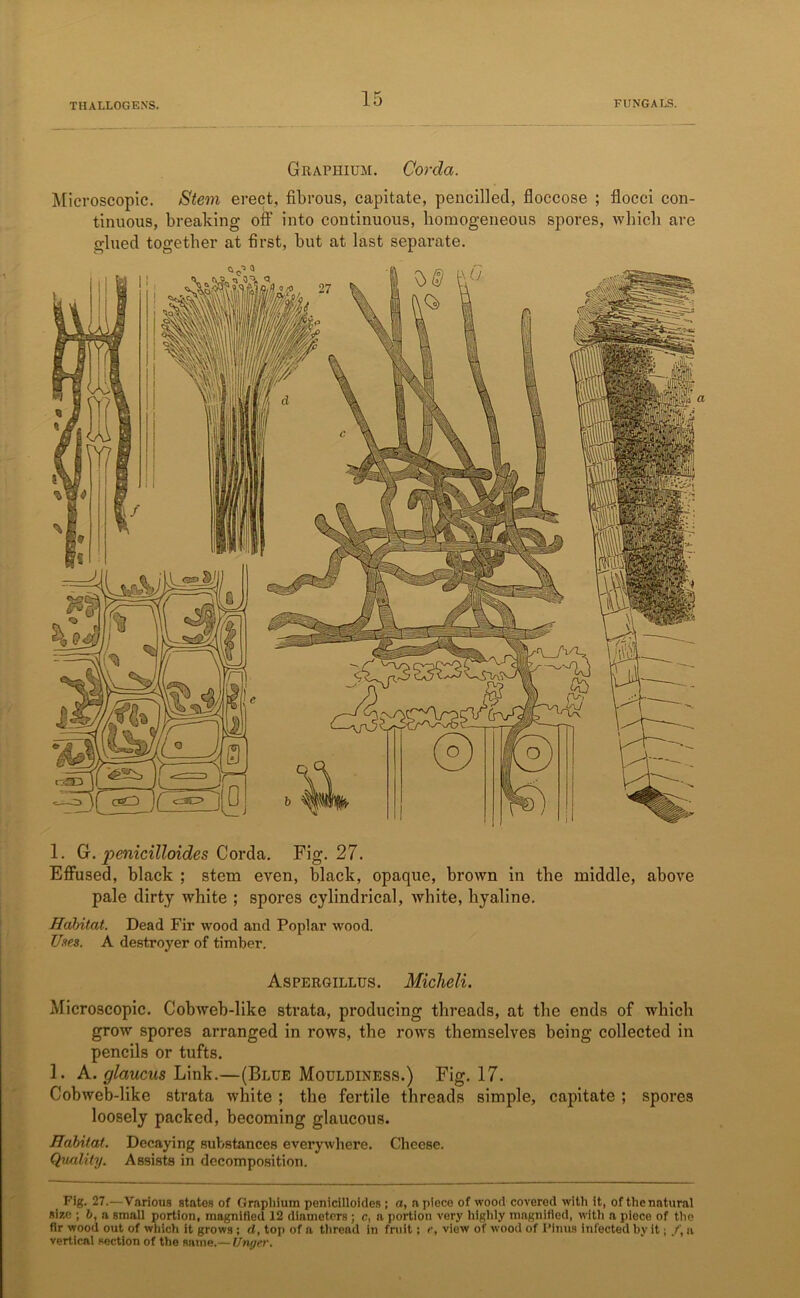 Grapiiium. Corda. Microscopic. Stein erect, fibrous, capitate, pencilled, floccose ; flocei con- tinuous, breaking off into continuous, homogeneous spores, which are glued together at first, but at last separate. 1. G. penicilloides Corda. Fig. 27. Effused, black ; stem even, black, opaque, brown in the middle, above pale dirty white ; spores cylindrical, white, hyaline. Habitat. Dead Fir wood and Poplar wood. Uses. A destroyer of timber. Aspergillus. Micheli. Microscopic. Cobweb-like strata, producing threads, at the ends of which grow spores arranged in rows, the rows themselves being collected in pencils or tufts. 1. A. glaucus Link.—(Blue Mouldiness.) Fig. 17. Cobweb-like strata white ; the fertile threads simple, capitate ; spores loosely packed, becoming glaucous. Habitat. Decaying substances everywhere. Cheese. Quality. Assists in decomposition. Fig. 27.—Various states of Grapiiium penicilloides ; a, apiece of wood covered with it, ofthenntural size ; 6, a small portion, magnified 12 diameters ; c, a portion very highly magnified, with a piece of the fir wood out of which it grows ; cl, top of a thread in fruit; r, view of wood of Pinus infected by it; /', u vertical section of the same.— Unger.