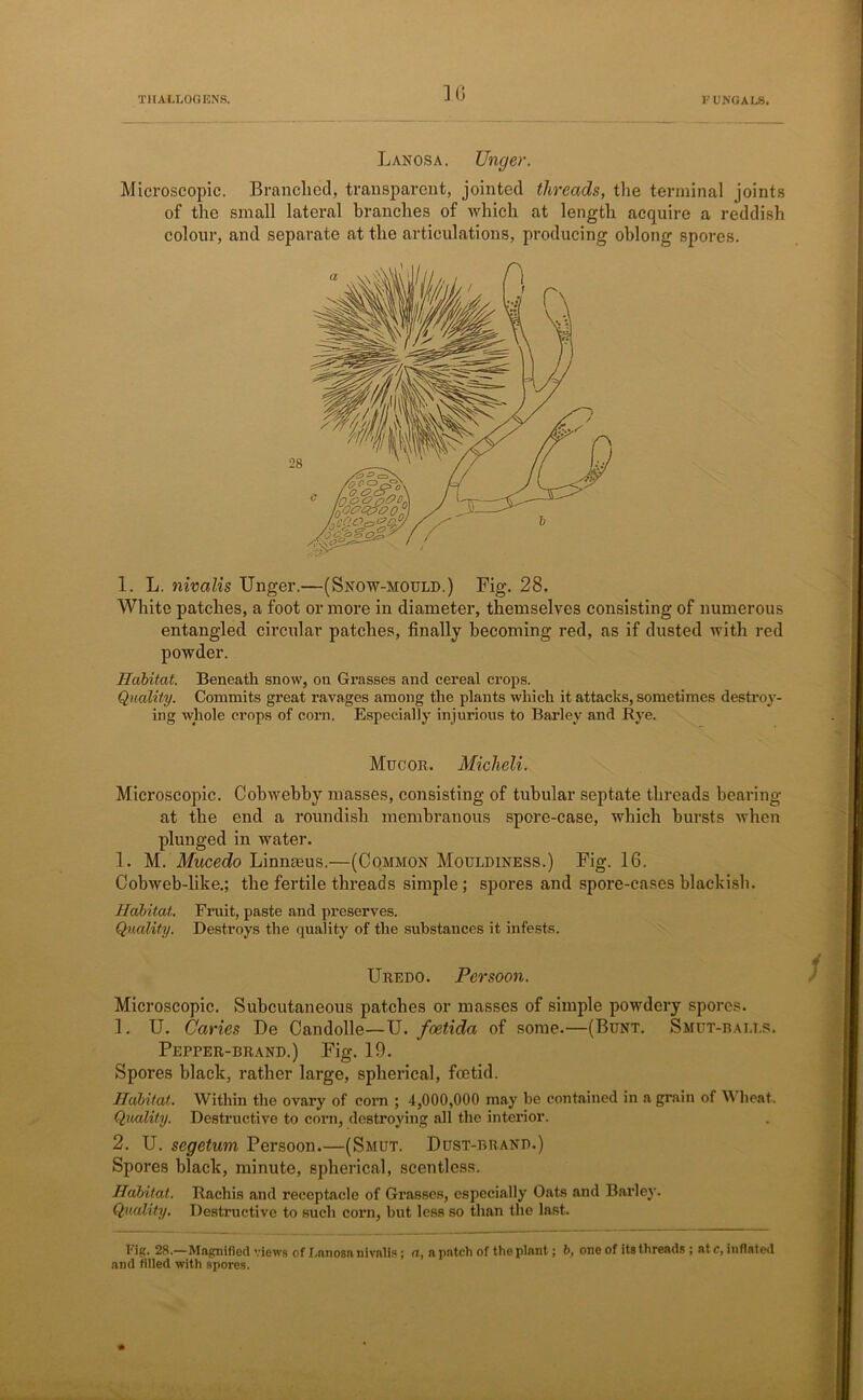 ] 6 Lanosa. Unger. Microscopic. Branched, transparent, jointed threads, the terminal joints of the small lateral branches of which at length acquire a reddish colour, and separate at the articulations, producing oblong spores. 1. L. nivalis Unger.—(Snow-mould.) Fig. 28. White patches, a foot or more in diameter, themselves consisting of numerous entangled circular patches, finally becoming red, as if dusted with red powder. Habitat. Beneath snow, on Grasses and cereal crops. Quality. Commits great ravages among the plants which it attacks, sometimes destroy- ing whole crops of corn. Especially injurious to Barley and Rye. Mucor. Miclieli. Microscopic. Cobwebby masses, consisting of tubular septate threads bearing at the end a roundish membranous spore-case, which bursts when plunged in water. 1. M. Mucedo Linnaeus.—(Common Mouldiness.) Fig. 16. Cobweb-like.; the fertile threads simple; spores and spore-cases blackish. Habitat. Fruit, paste and preserves. Quality. Destroys the quality of the substances it infests. Uredo. Persoon. Microscopic. Subcutaneous patches or masses of simple powdery spores. 1. U. Caries De Candolle—U. foetida of some.—(Bunt. Smut-balt.s. Pepper-brand.) Fig. 19. Spores black, rather large, spherical, foetid. Habitat. Within the ovary of corn ; 4,000,000 may be contained in a grain of Wheat. Quality. Destructive to corn, destroying all the interior. 2. U. segetum Persoon.—(Smut. Dust-brand.) Spores black, minute, spherical, scentless. Habitat. Rachis and receptacle of Grasses, especially Oats and Barley. Quality. Destructive to such corn, but less so than the last. Fig. 28.—Magnified views of Lanosa nivalis; (I, a patch of the plant; b, one of its threads ; at c, inflated and filled with spores.