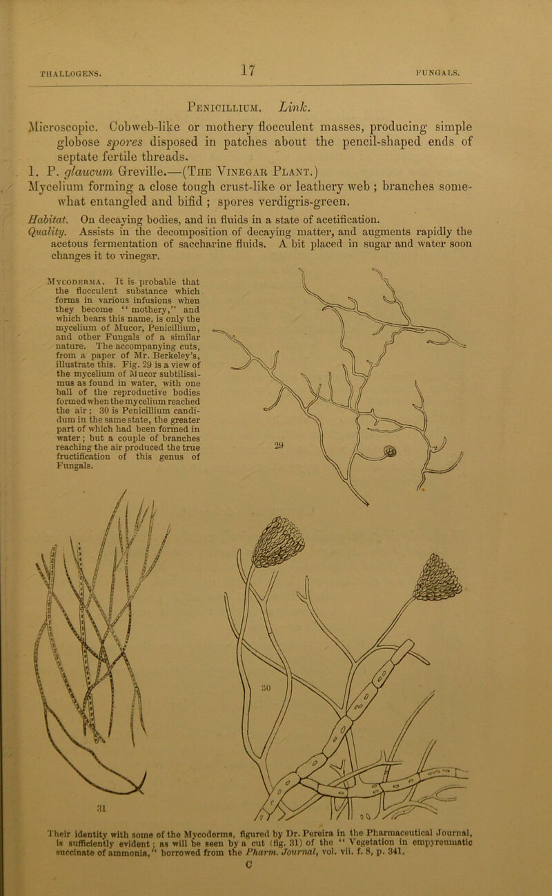 Penicillium. Link. Microscopic. Cobweb-like or mothery fiocculent masses, producing simple globose spores disposed in patches about the pencil-shaped ends of septate fertile threads. 1. P. glaucum Greville.—(The Vinegar Plant.) Mycelium forming a close tough crust-like or leathery web ; branches some- what entangled and bifid ; spores verdigris-green. Habitat. On decaying bodies, and in fluids in a state of acetification. Quality. Assists in the decomposition of decaying matter, and augments rapidly the acetous fermentation of saccharine fluids. A bit placed in sugar and water soon changes it to vinegar. Mycodkrma. It is probable that the fiocculent substance which forms in various infusions when they become “mothery,” and which bears this name, is only the mycelium of Mucor, Penicillium, and other Fungals of a similar nature. The accompanying cuts, from a paper of Mr. Berkeley’s, illustrate this. Fig. 29 is a view of the mycelium of Mucor subtilissi- mus as found in water, with one ball of the reproductive bodies formed when the mycelium reached the air ; 30 is Penicillium candi- dum in the same state, the greater part of which had been formed in water; but a couple of branches reaching the air produced the true fructification of this genus of Fungals. Their identity with some of the Mycoderms, figured by Dr. Pereira in the Pharmaceutical Journal, is sufficiently evident; as will be seen by a cut (fig. 31) of the “Vegetation in empyreumatic succinate of ammonia, borrowed from the Pharm. Journal, vol. vii. f. 8, p. 341. C